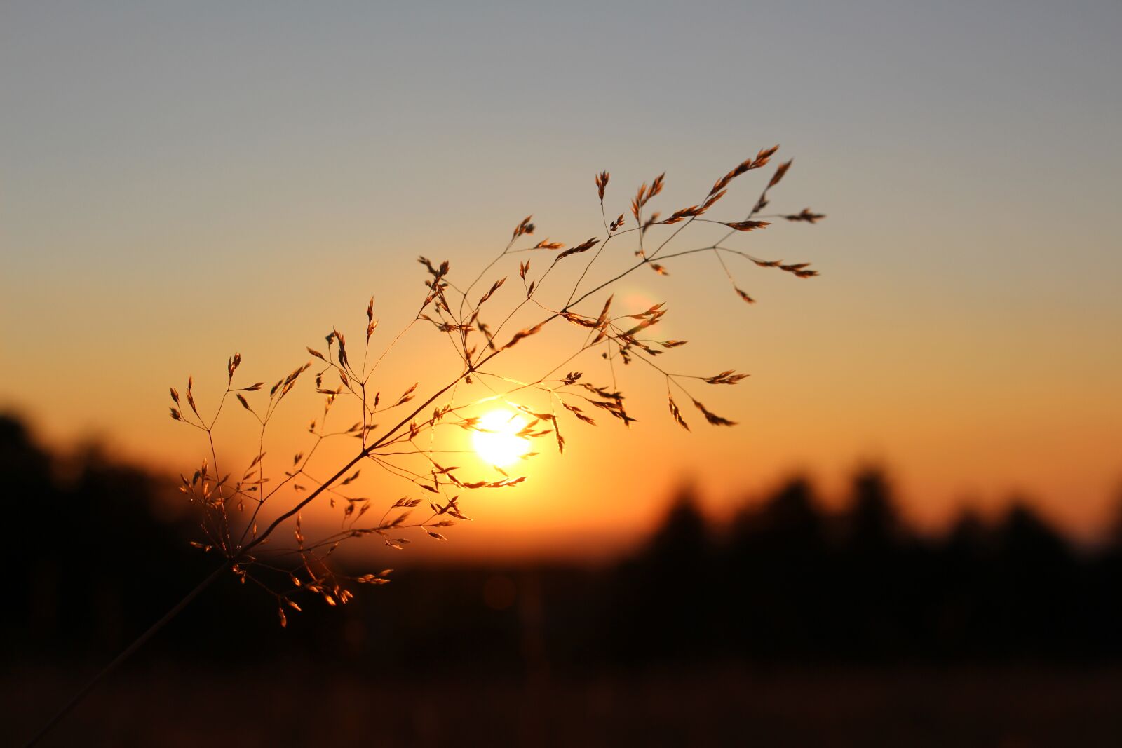 Canon EOS 700D (EOS Rebel T5i / EOS Kiss X7i) sample photo. Grasses, blade of grass photography