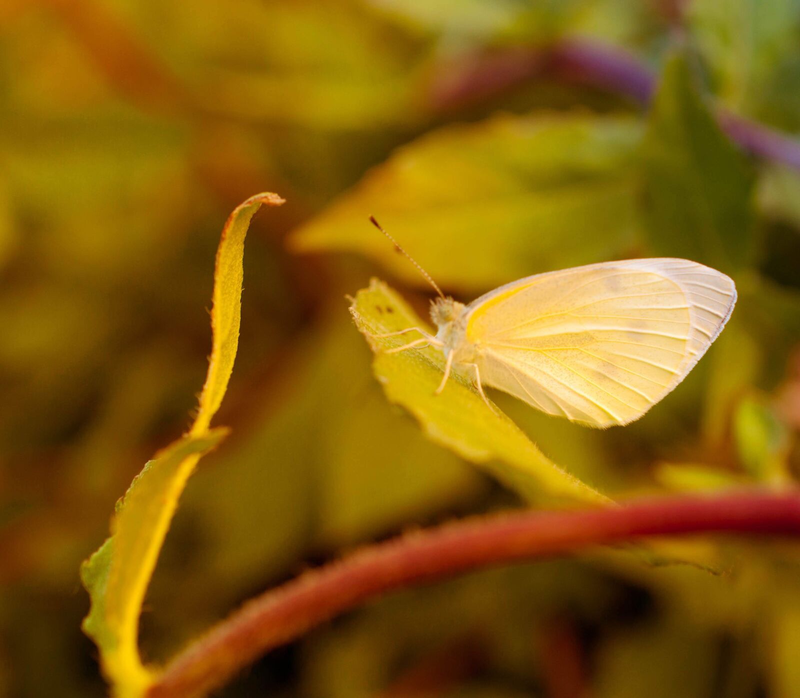 Nikon D90 sample photo. Butterfly, spring, insect photography