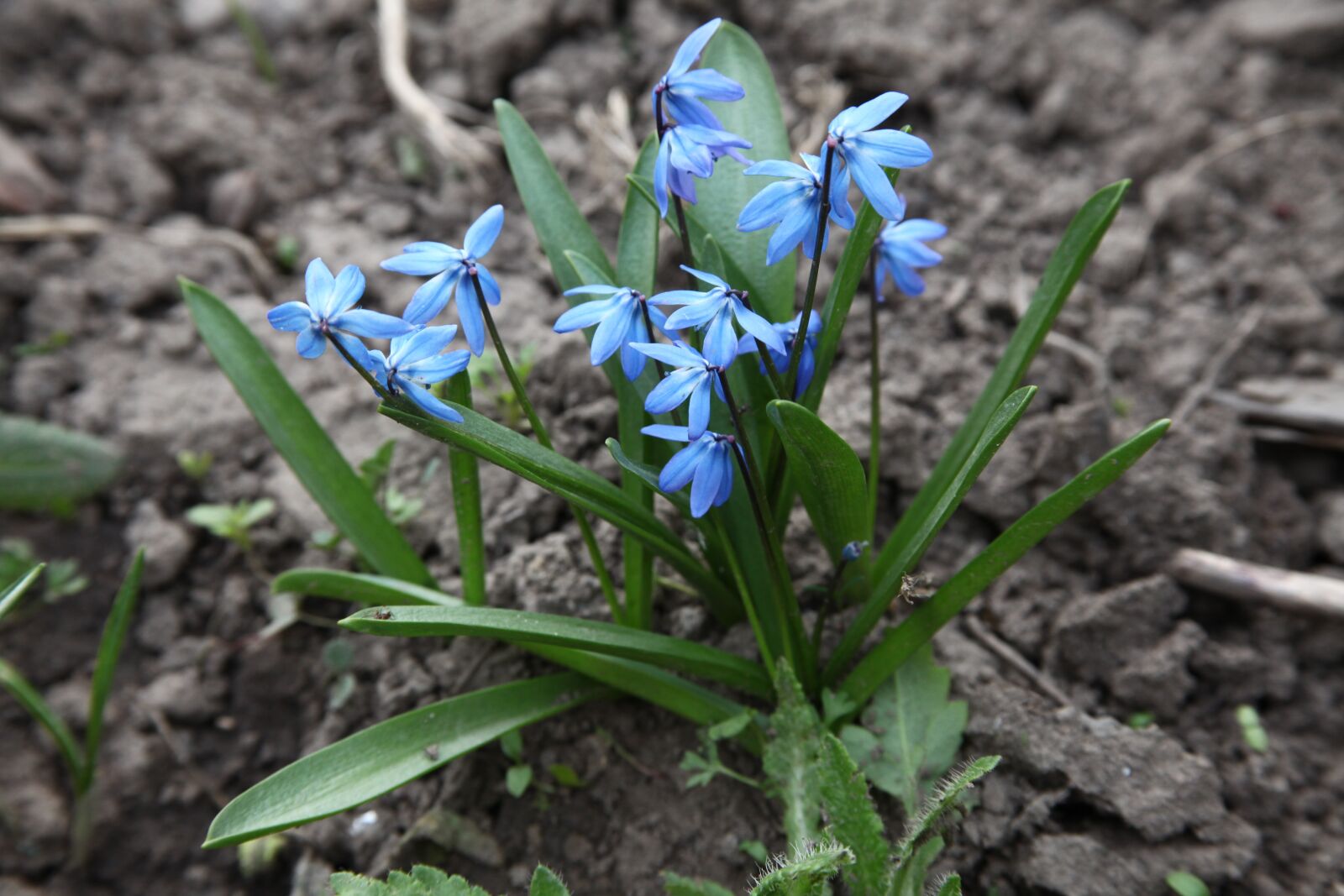 Canon EOS 5D Mark II sample photo. Blue flowers, spring, garden photography