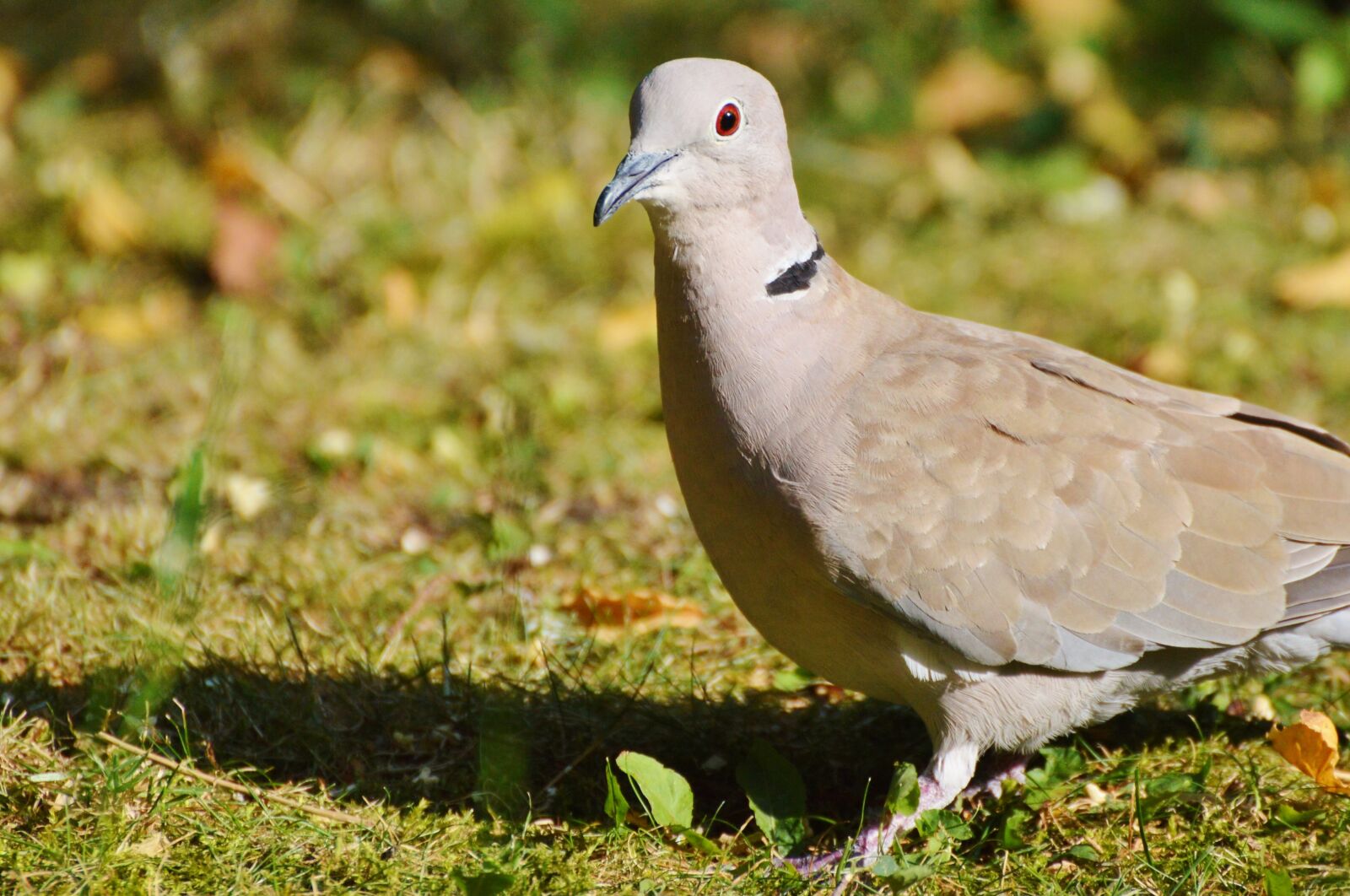 Nikon D3200 sample photo. Dove, bird, collared photography
