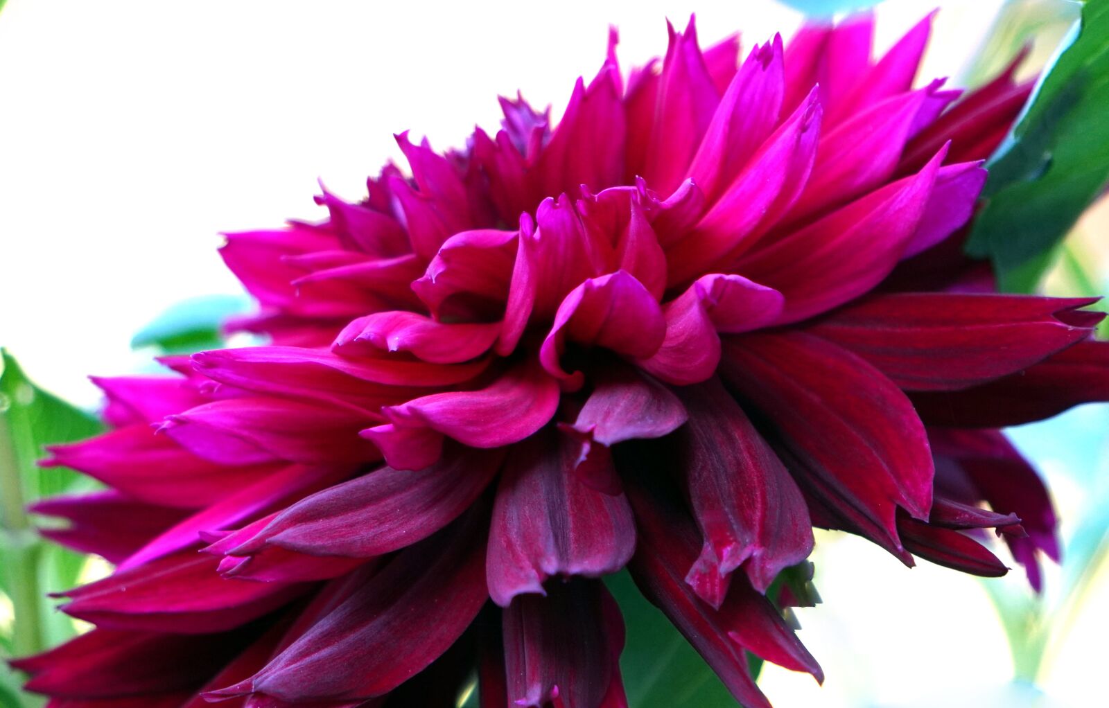 Sony E 55-210mm F4.5-6.3 OSS sample photo. Dahlia, blossom, bloom photography