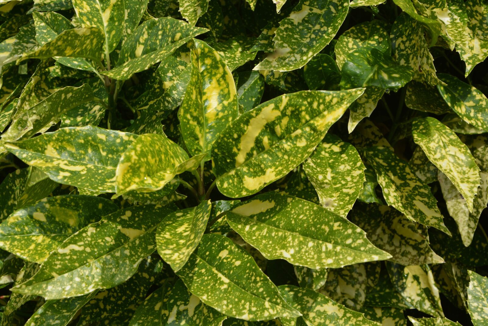Nikon D5200 sample photo. Foliage, succulent, green photography