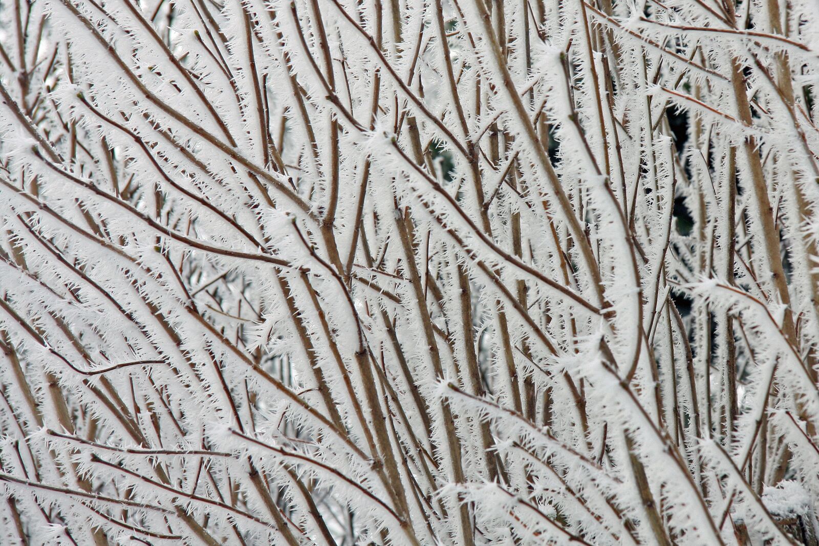 Canon EOS 40D sample photo. Pattern, background, texture photography