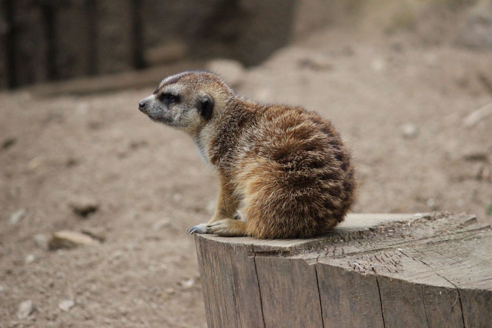 Canon EOS 600D (Rebel EOS T3i / EOS Kiss X5) sample photo. Meerkat, animal, small photography