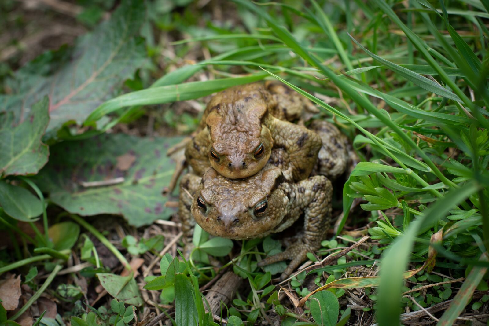 Nikon D7100 sample photo. Toads, mating, frogs photography