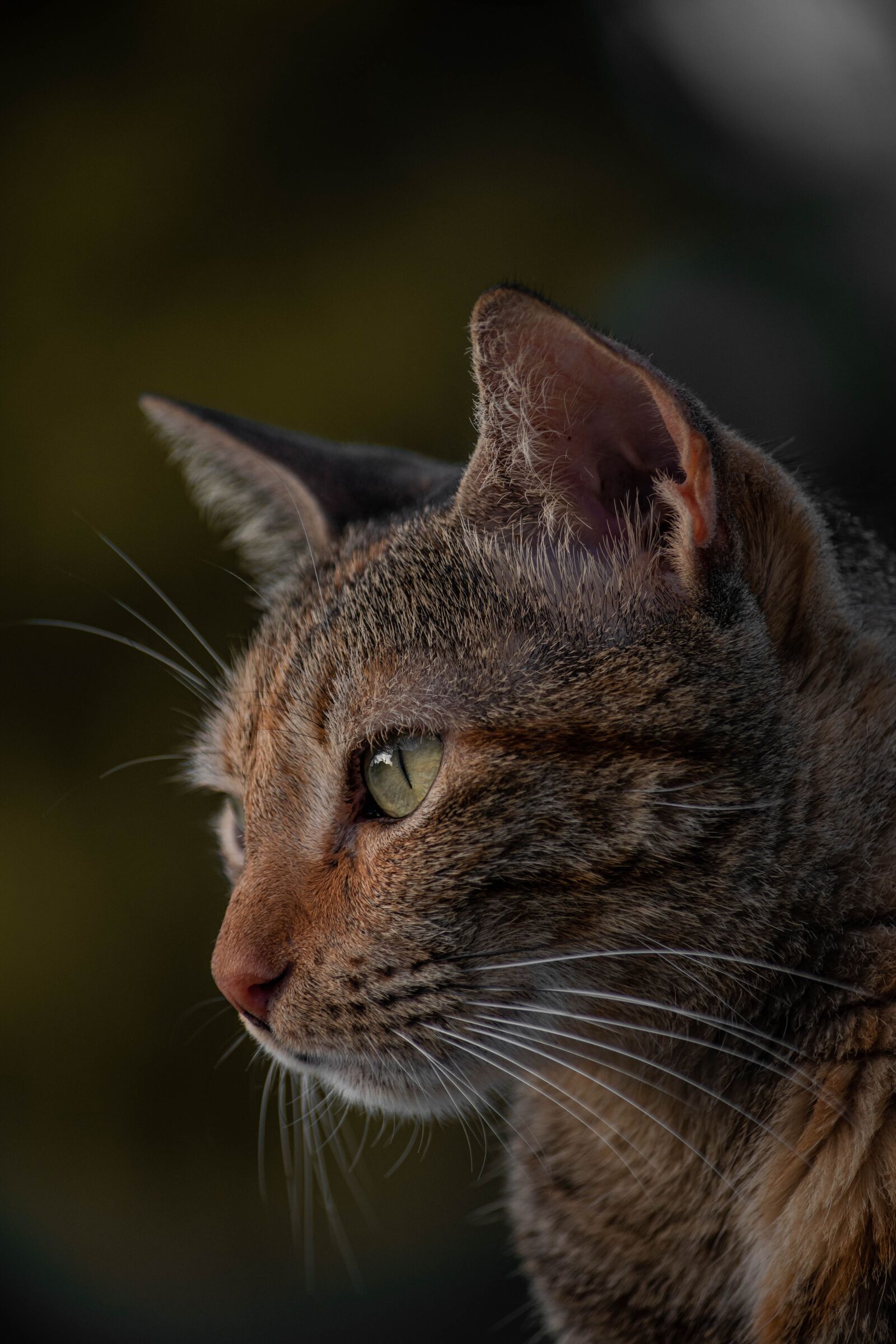 Nikon D5500 sample photo. Cats, kittens, pets photography