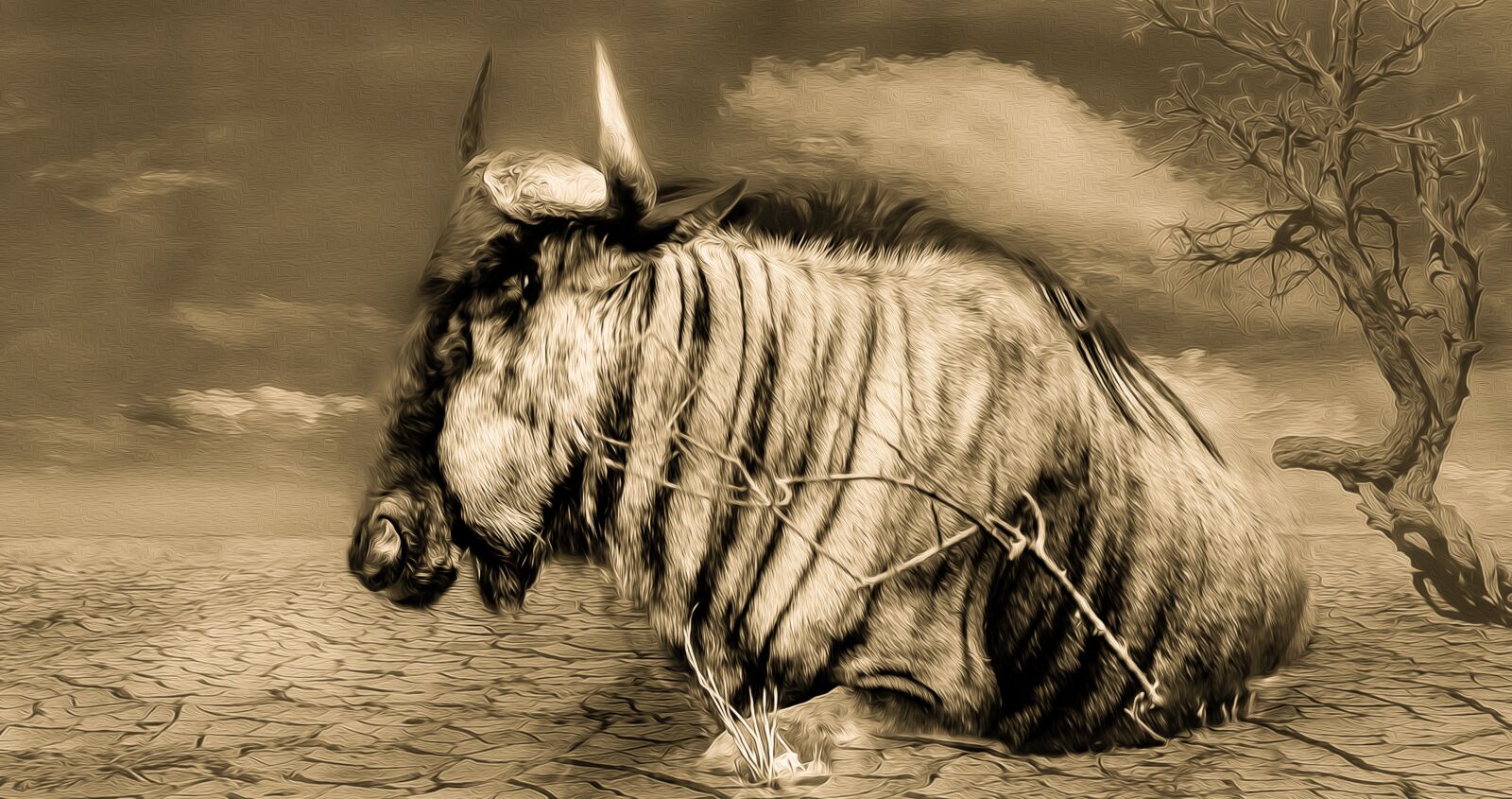 Nikon D5000 sample photo. Gnu, wildlife, drought photography