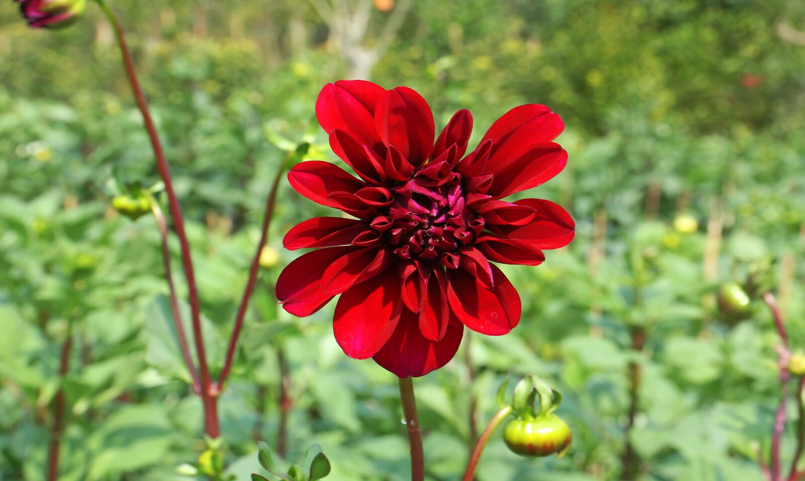 Canon EOS 60D sample photo. Flowers, rose, nature photography