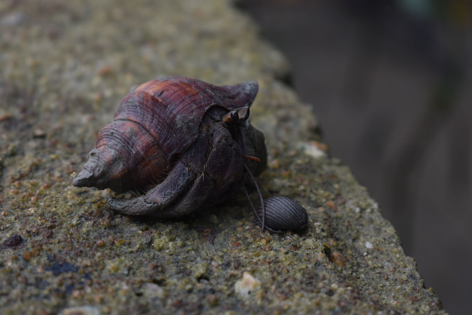 Nikon D3400 sample photo. Hermit crabs, hermit, crab photography