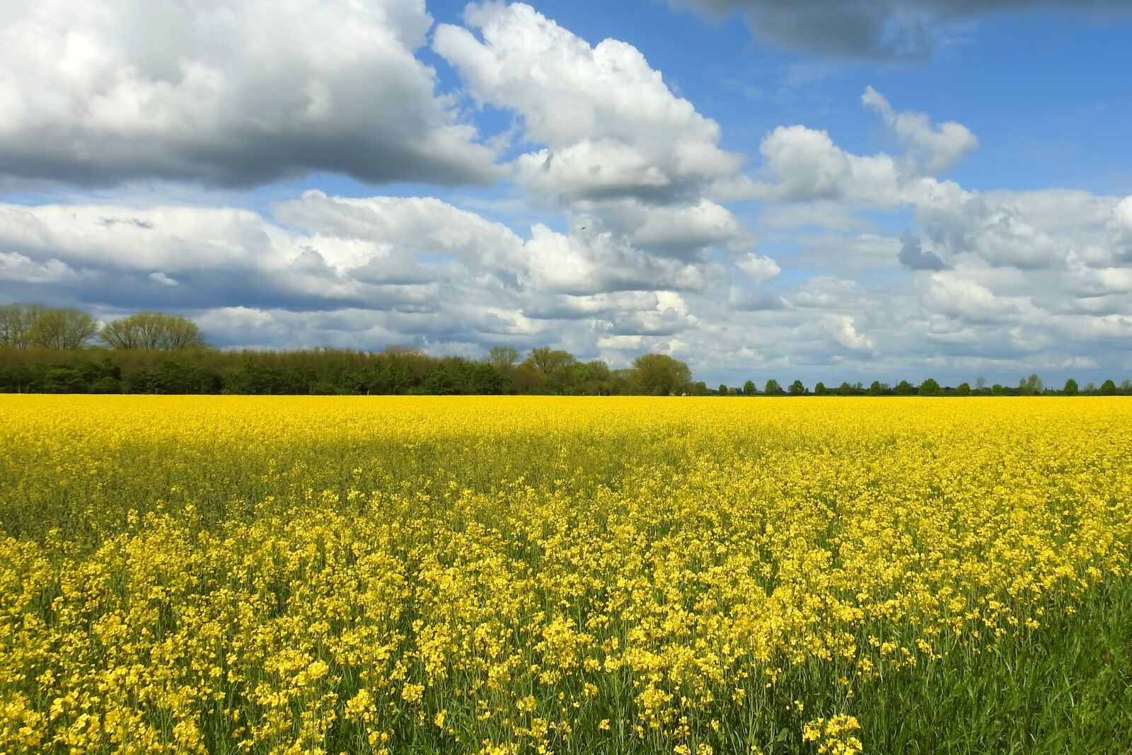 Nikon Coolpix P900 sample photo. Oilseed rape, rape blossom photography
