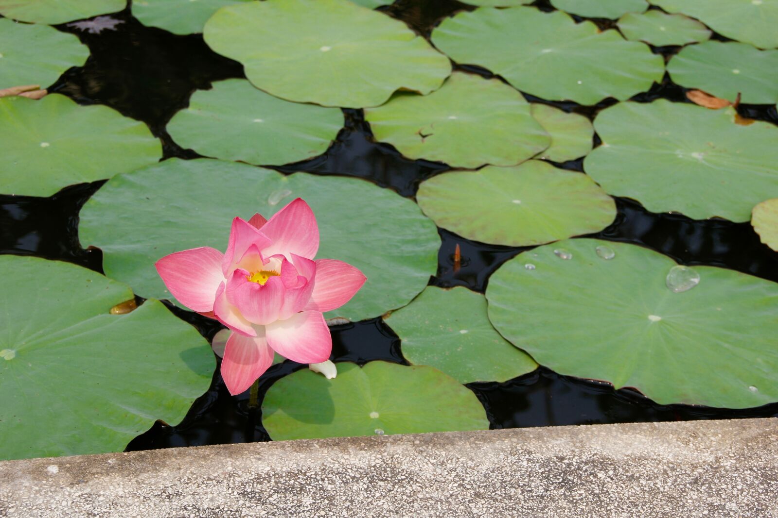 Canon EOS 60D sample photo. Water lily, pink, blossomed photography