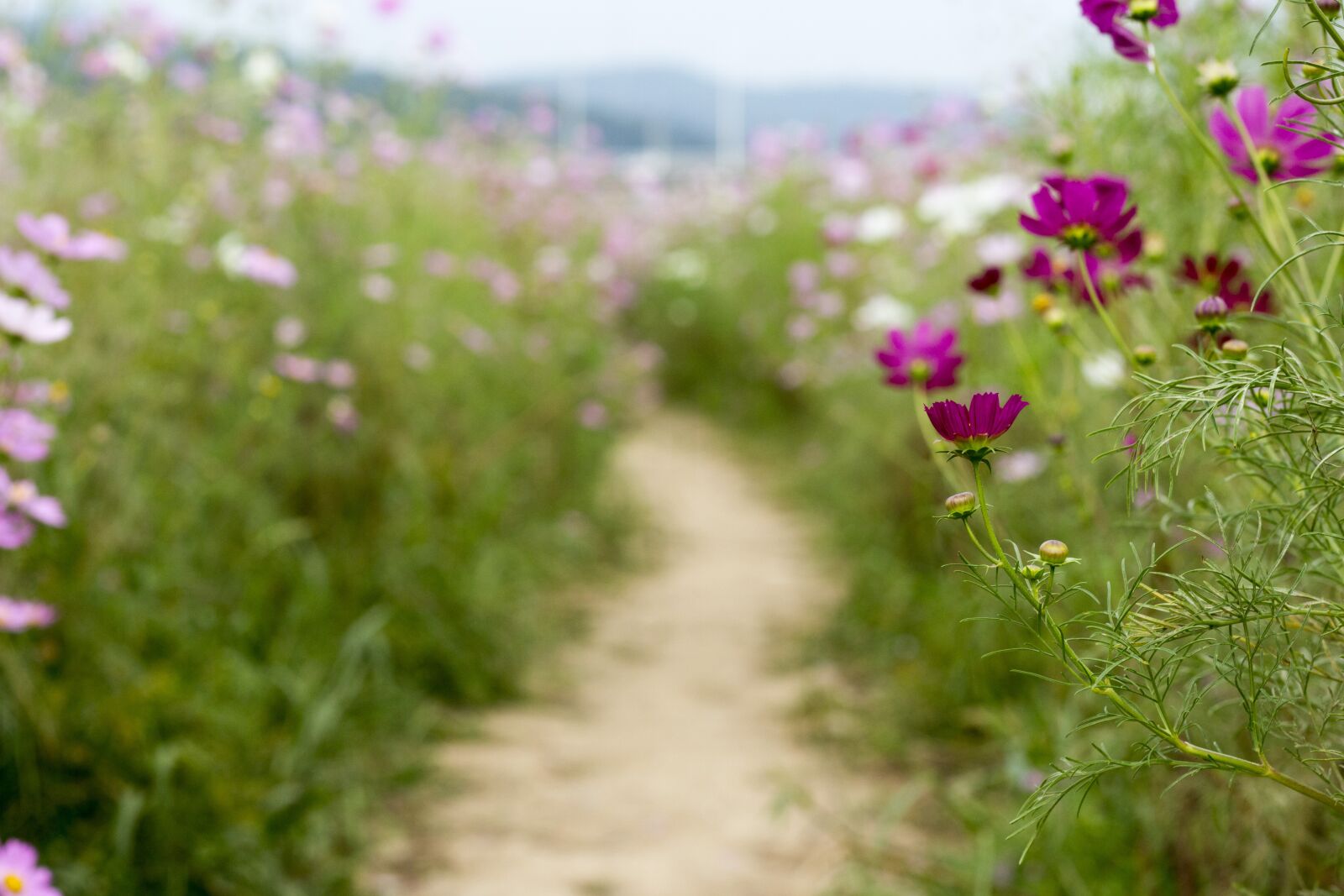 Canon EOS 700D (EOS Rebel T5i / EOS Kiss X7i) sample photo. Cosmos, gil, beautiful photography