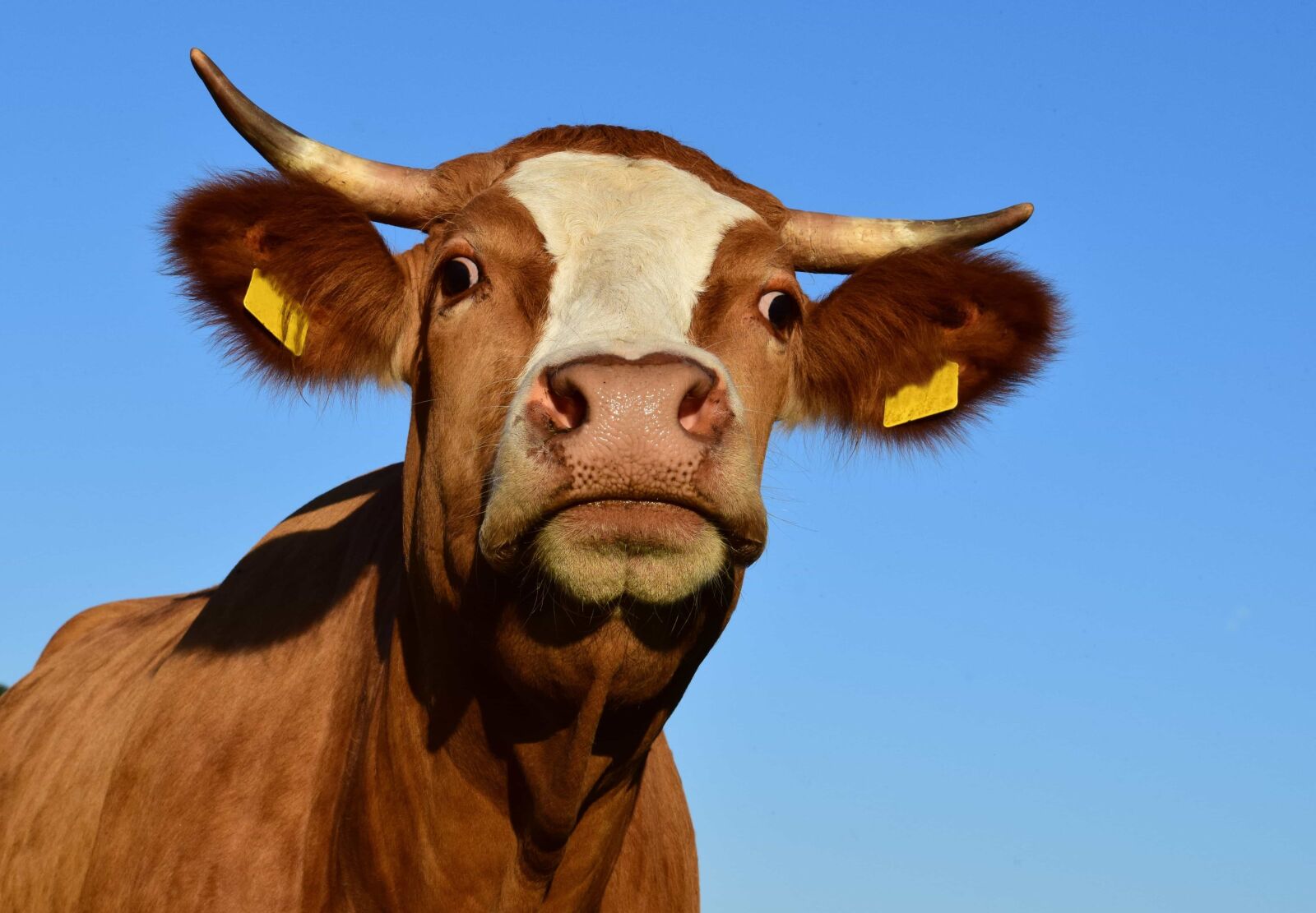 Nikon D3300 sample photo. Animal, bull, agriculture, cattle photography