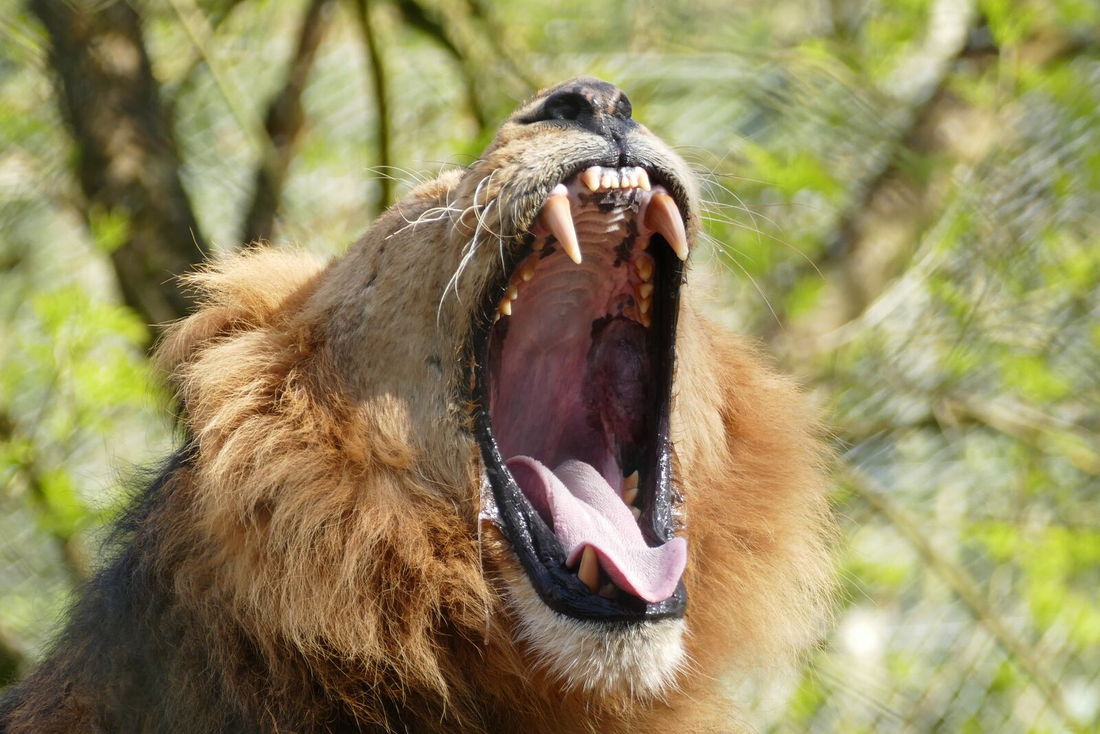 Panasonic Lumix DMC-FZ1000 sample photo. Lion, teeth, wild photography