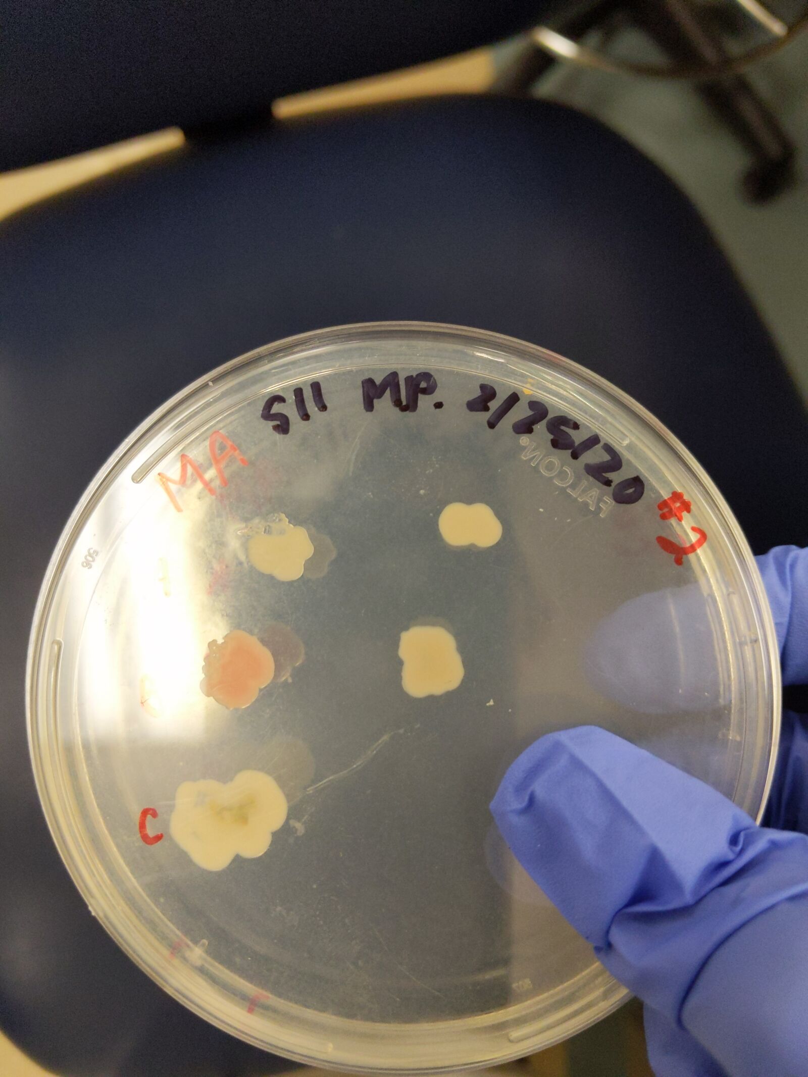 Google Pixel 3 sample photo. Microbiology, biology, bacteria photography