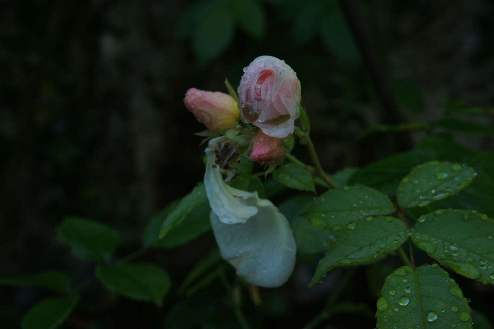 Sony Alpha NEX-3 + Sony E 18-55mm F3.5-5.6 OSS sample photo. Roses, pink, garden photography