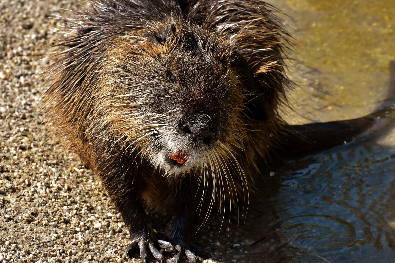 Nikon D7200 sample photo. Nutria, water rat, water photography