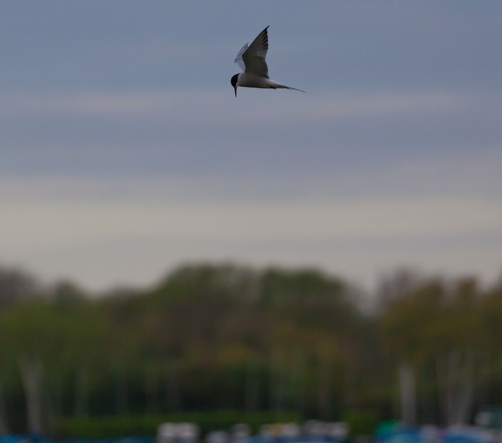 Canon EOS 5D Mark II sample photo. Common tern, tern, sea photography