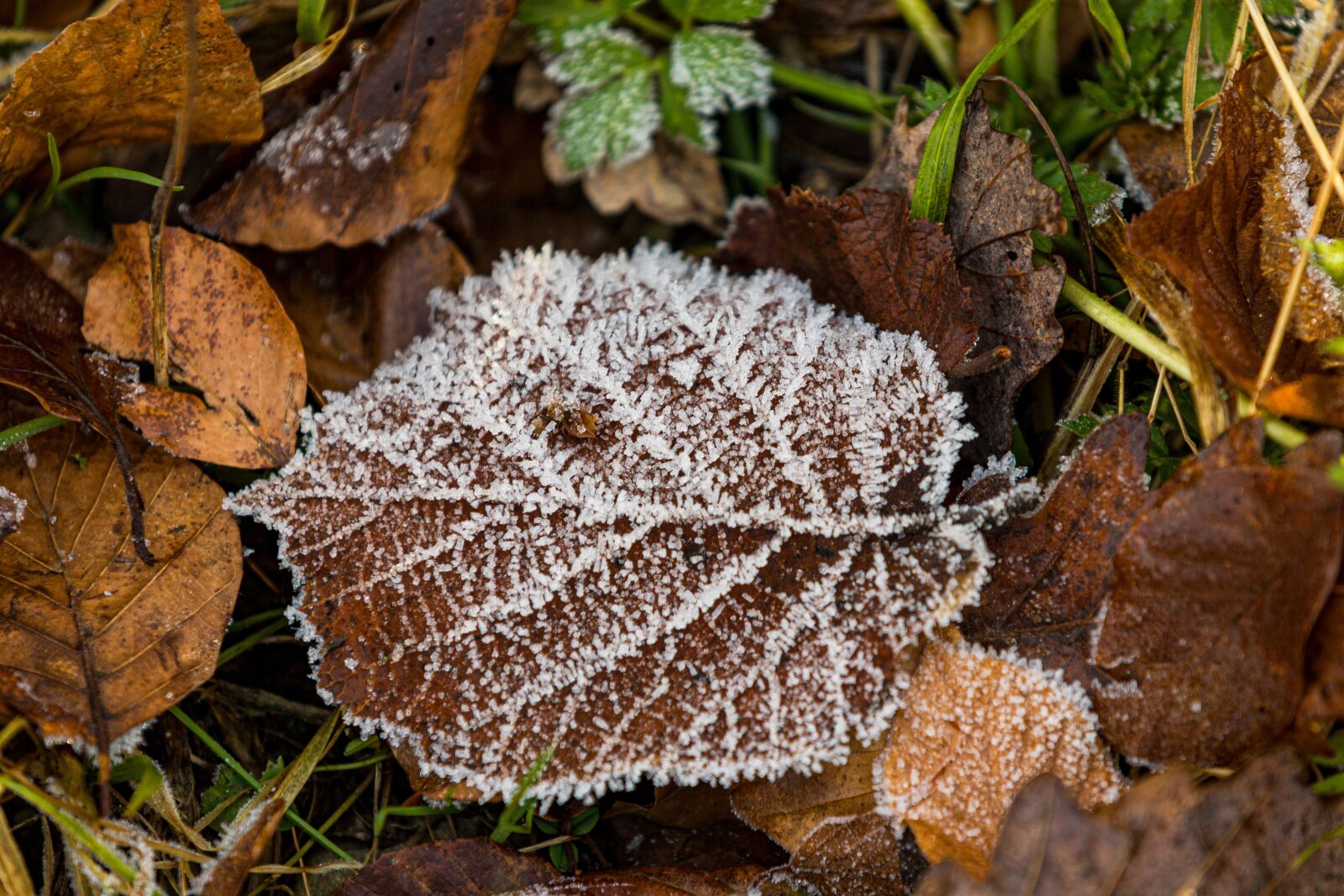 Canon EOS 6D Mark II sample photo. Leaf, cold, structure photography