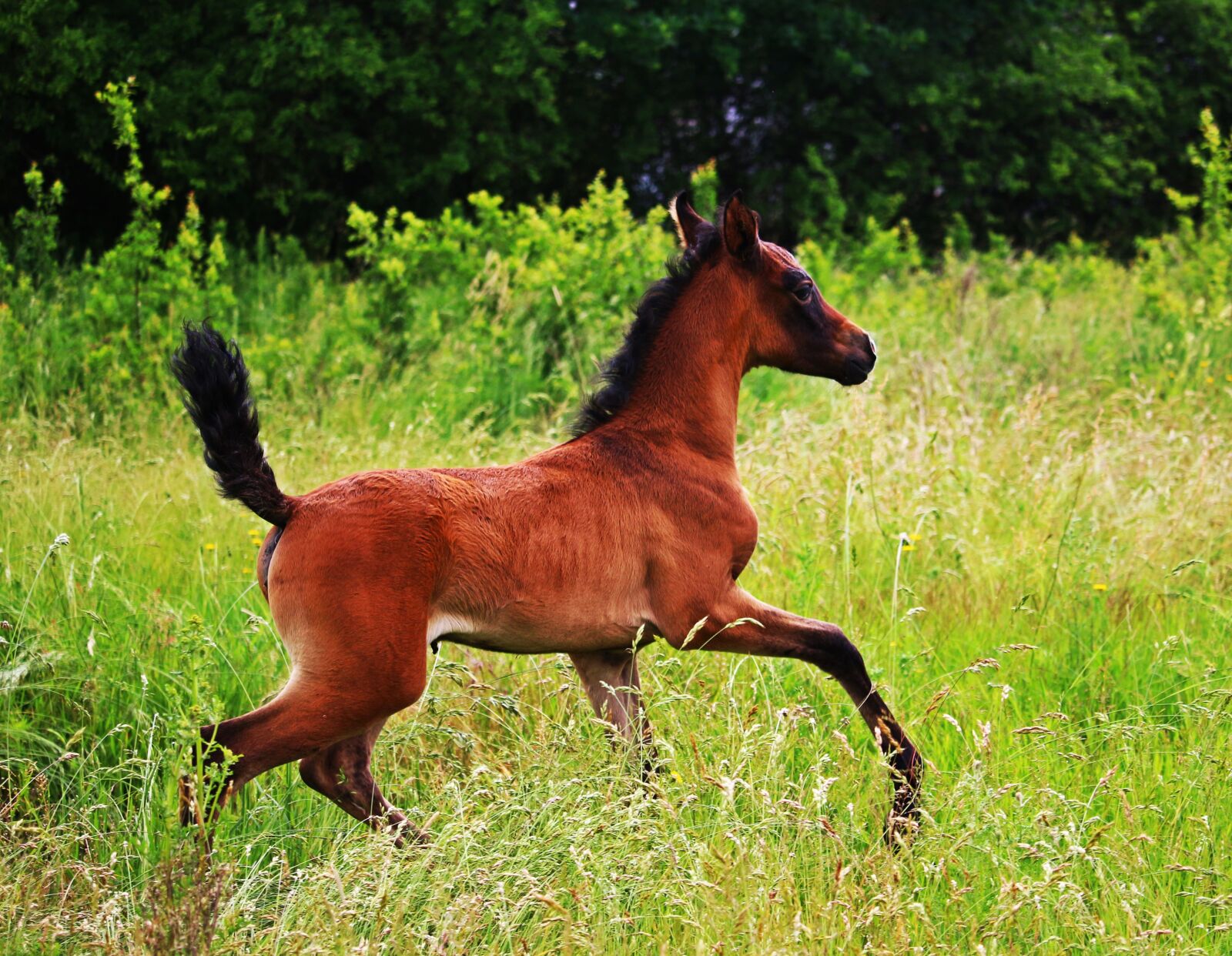 Canon EOS 100D (EOS Rebel SL1 / EOS Kiss X7) sample photo. Horse, foal, pasture photography