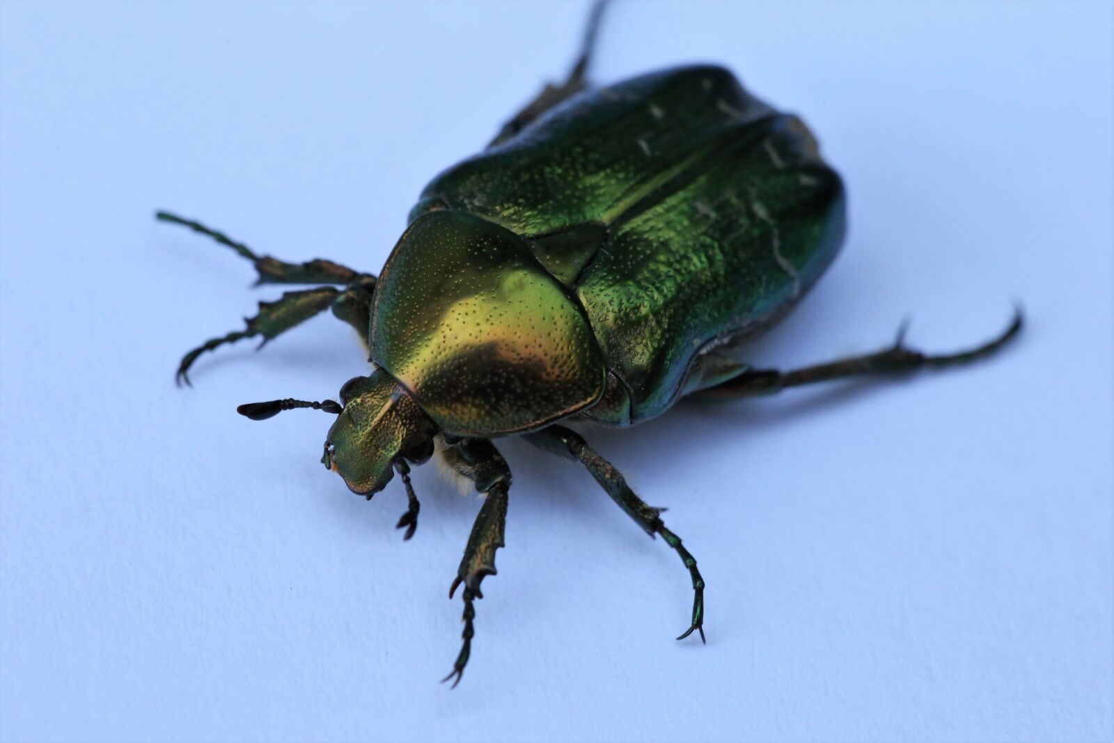 Canon EOS 6D + Canon EF 100mm F2.8 Macro USM sample photo. Cetonia aurata, rose chafer photography