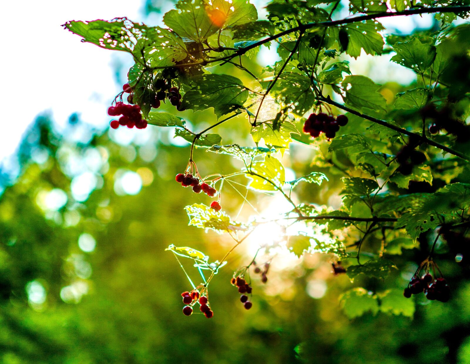 Canon EOS 5D Mark III sample photo. Forest, sheet, summer photography