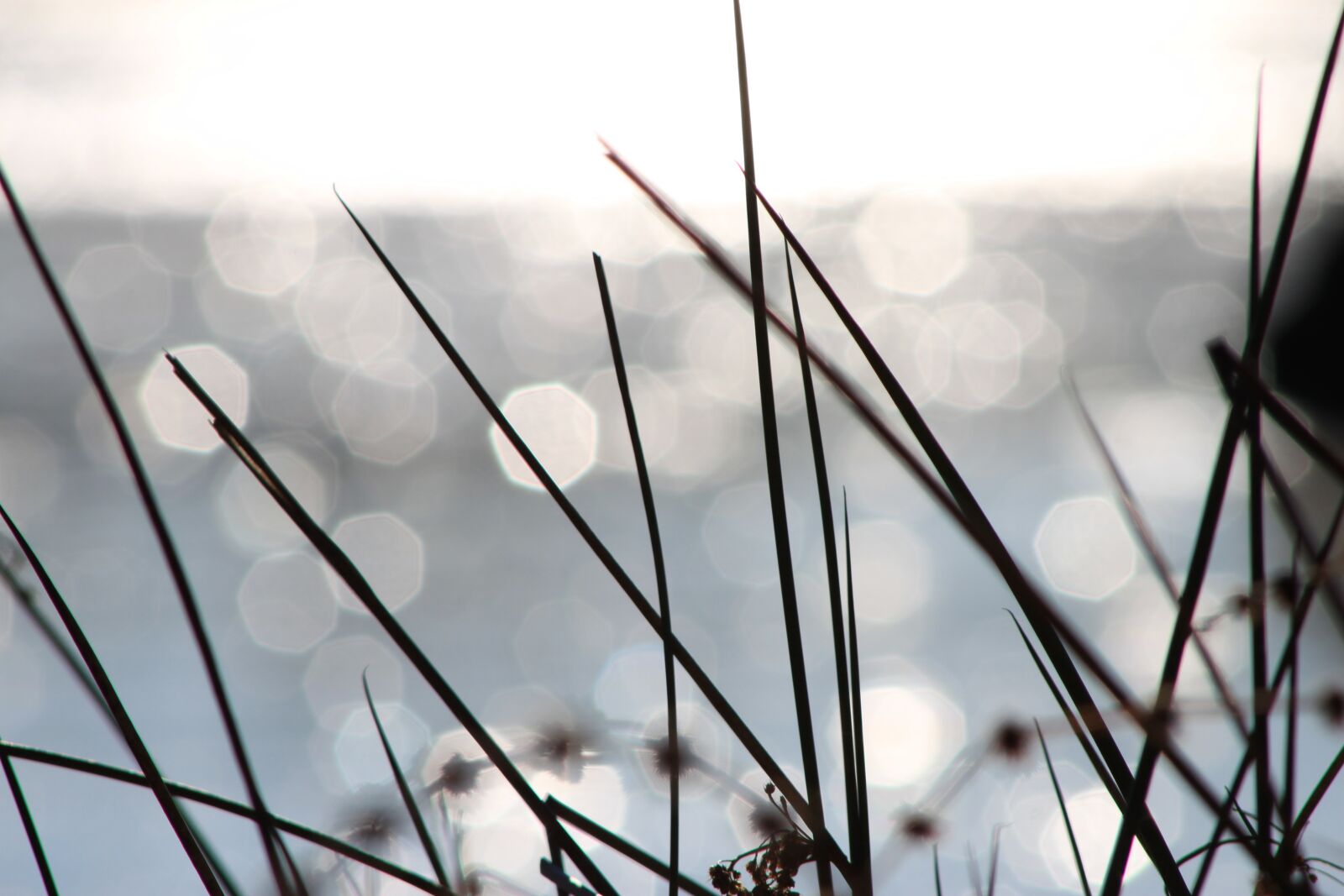 Canon EOS 500D (EOS Rebel T1i / EOS Kiss X3) sample photo. Bokeh, lake, sun photography