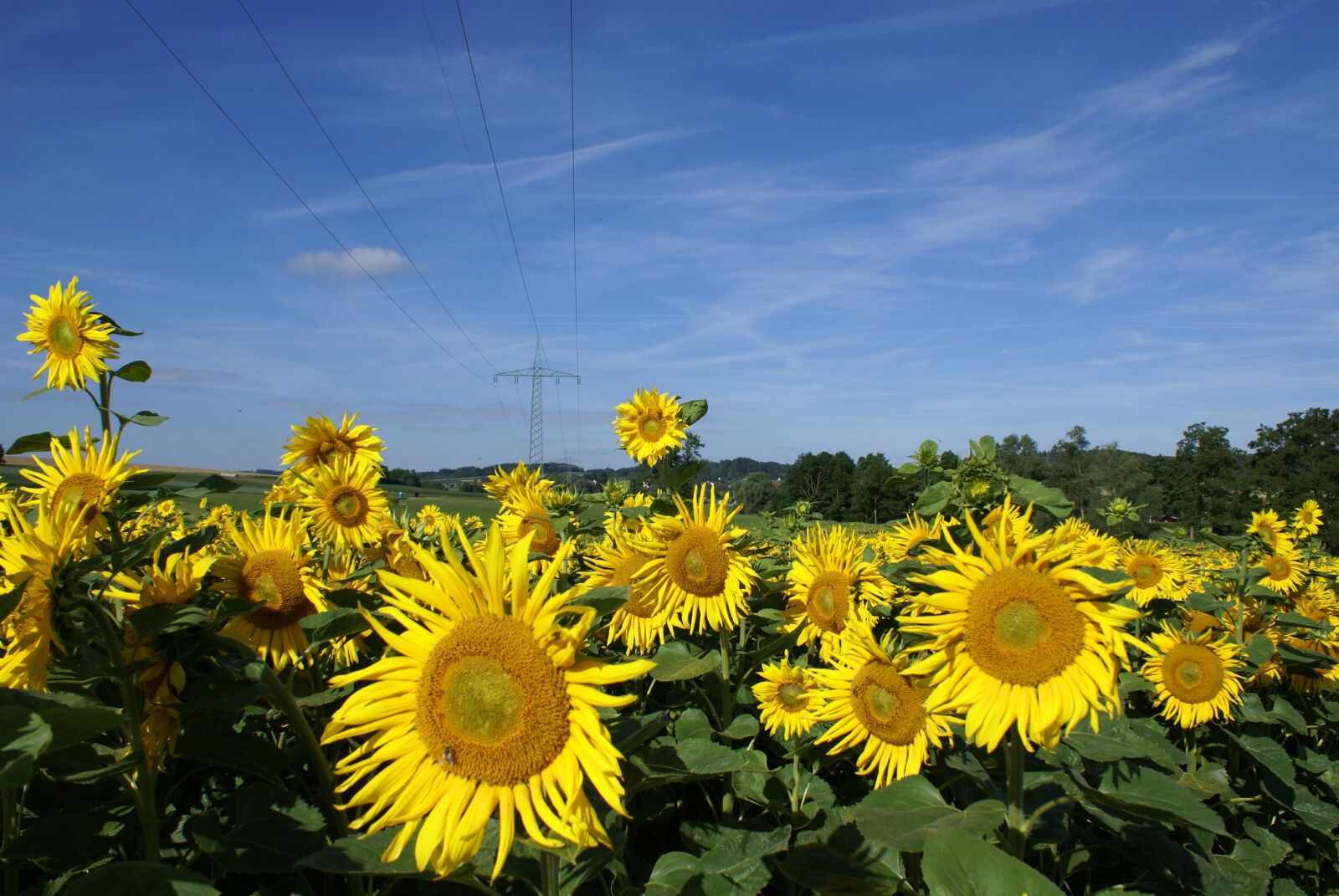 Sony Alpha DSLR-A100 sample photo. Sun flower, sunflower, sky photography
