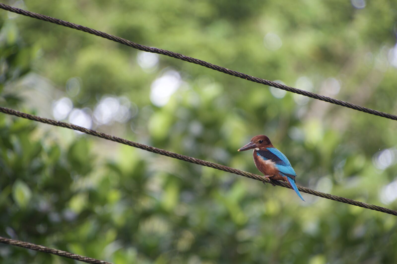 Nikon D500 sample photo. Kingfisher, bird, nature photography