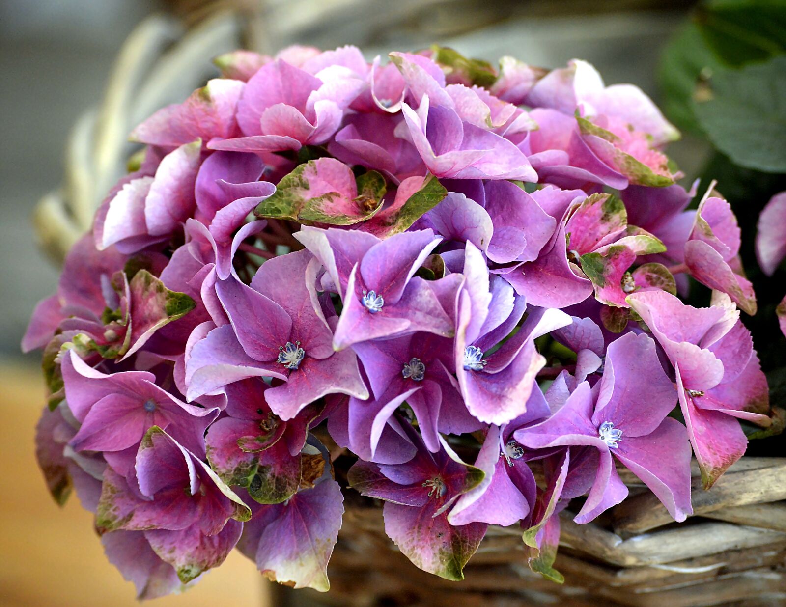 Nikon D3200 sample photo. Hydrangea, blossom, bloom photography
