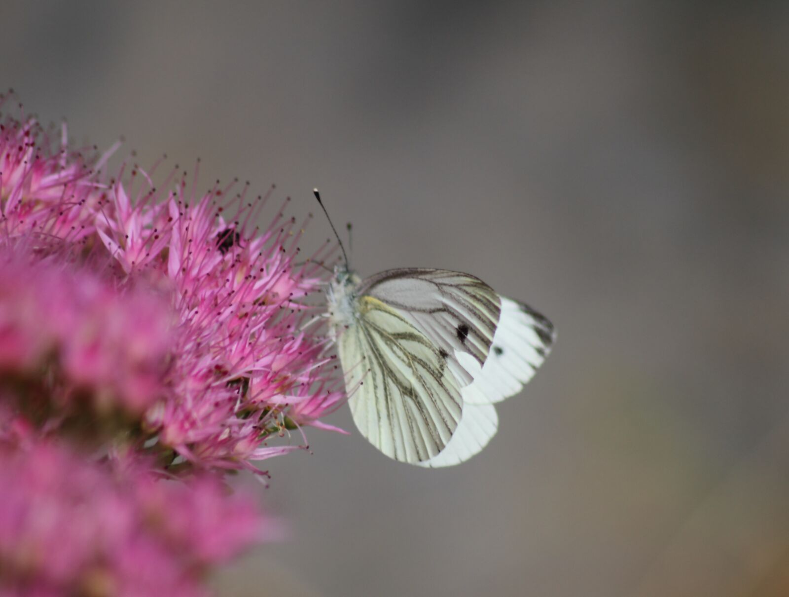 Canon EOS 7D sample photo. Butterfly, garden, nature photography