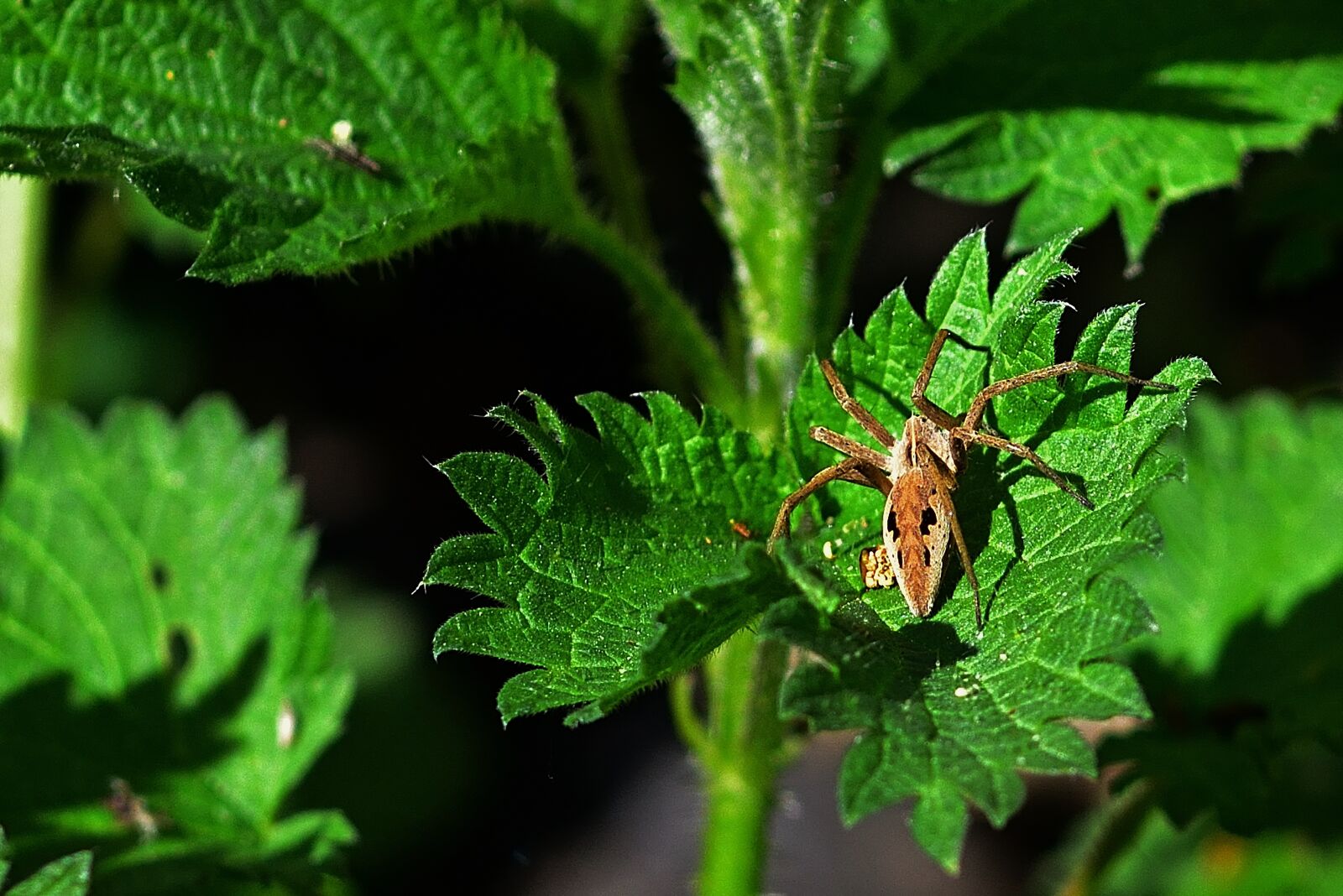 Nikon D5200 sample photo. Forest, nature, spider photography