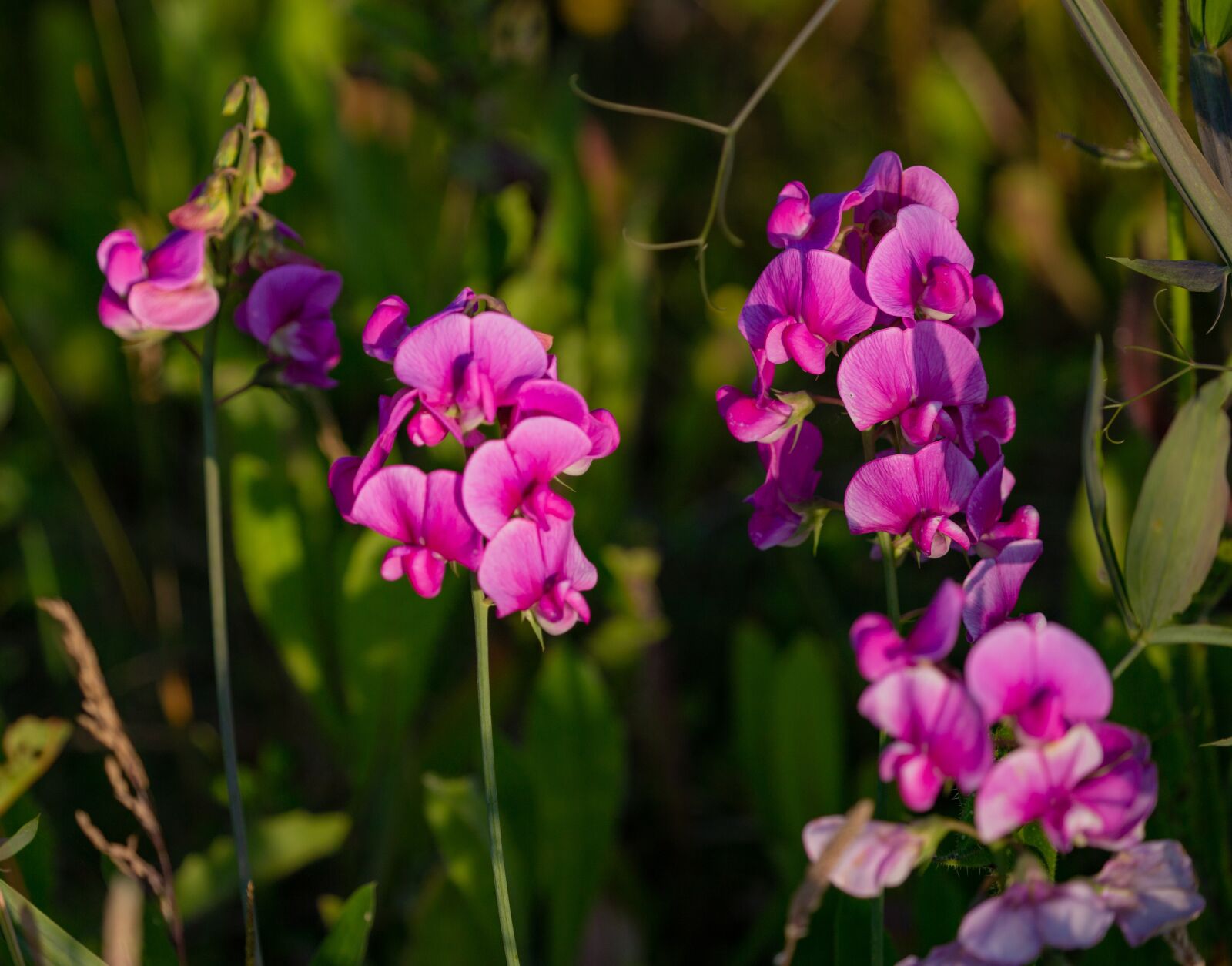 Canon EOS 5D Mark III sample photo. Sweet peas, wild flowers photography