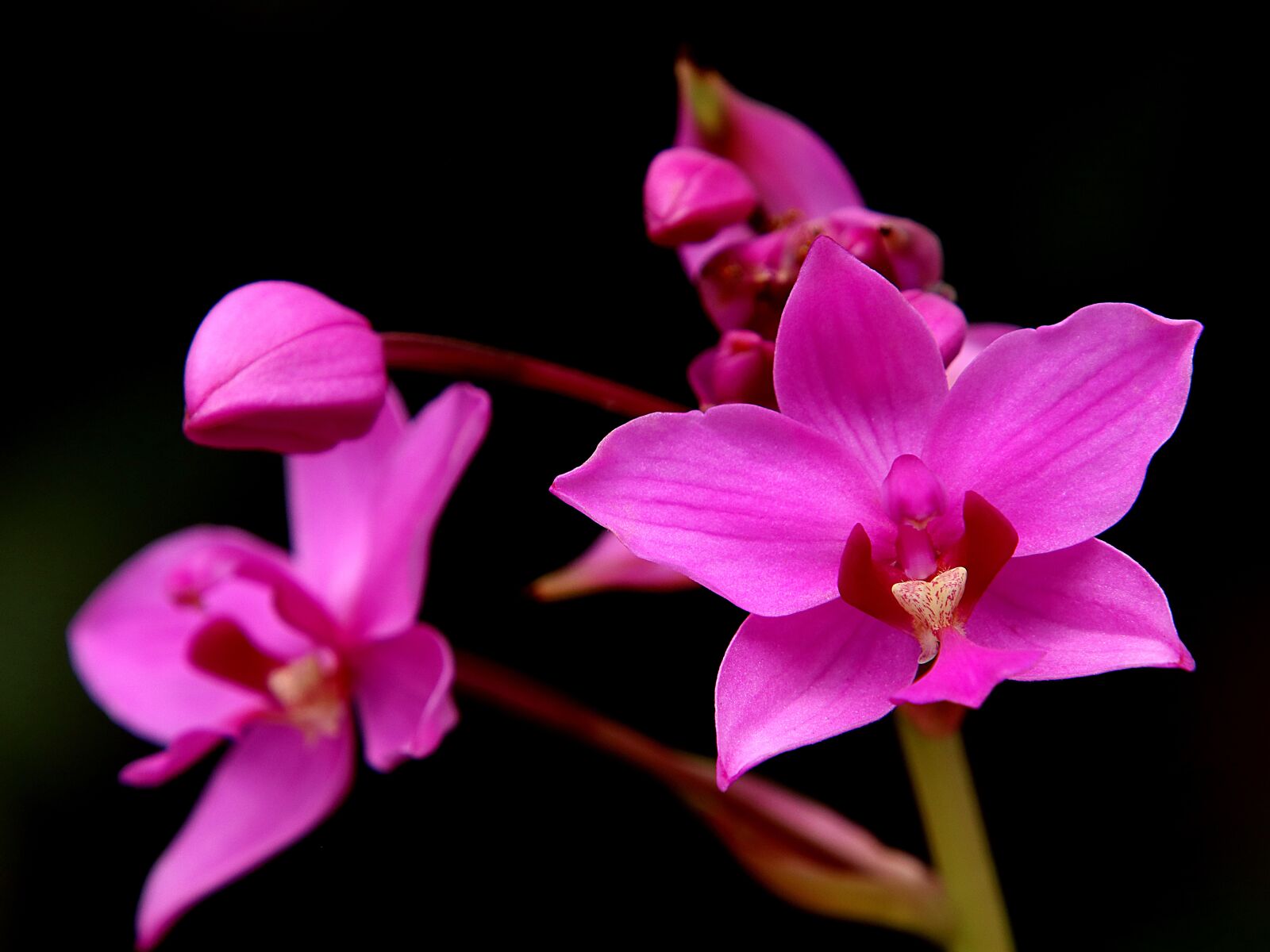 Canon EOS 80D + Tamron 18-400mm F3.5-6.3 Di II VC HLD sample photo. Orchids, orchid, beautiful flowers photography
