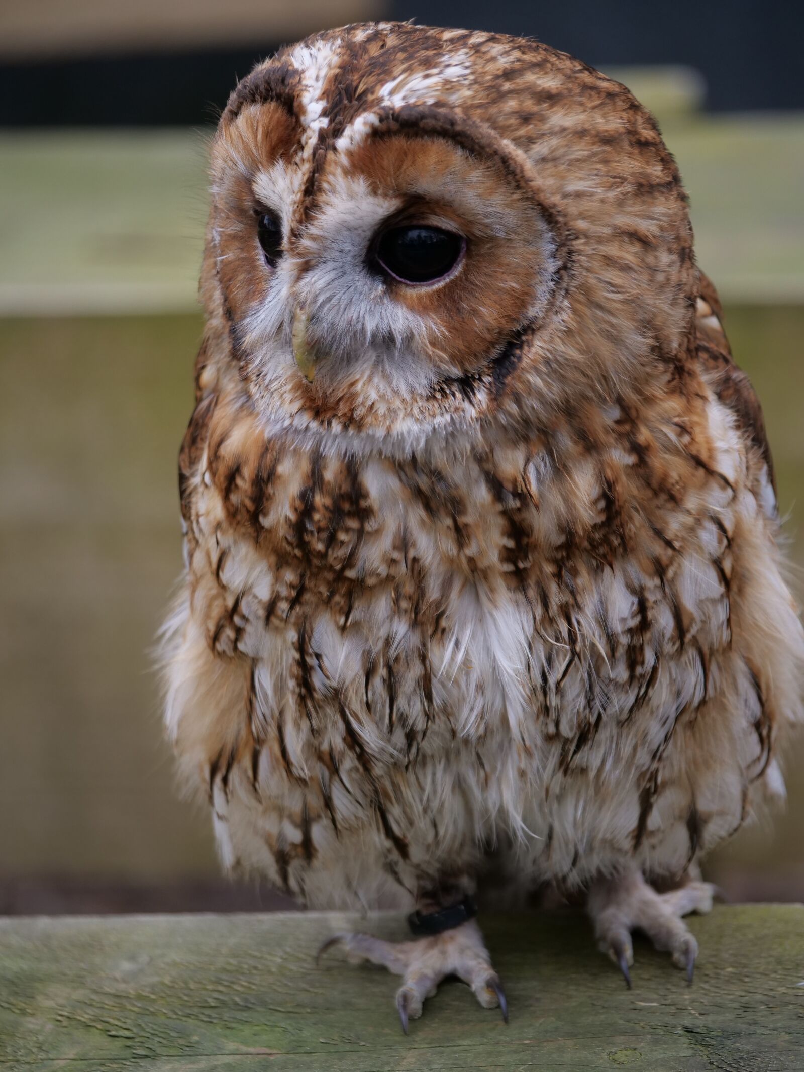 Panasonic Lumix DC-G9 sample photo. Tawny owl, wildlife, animal photography