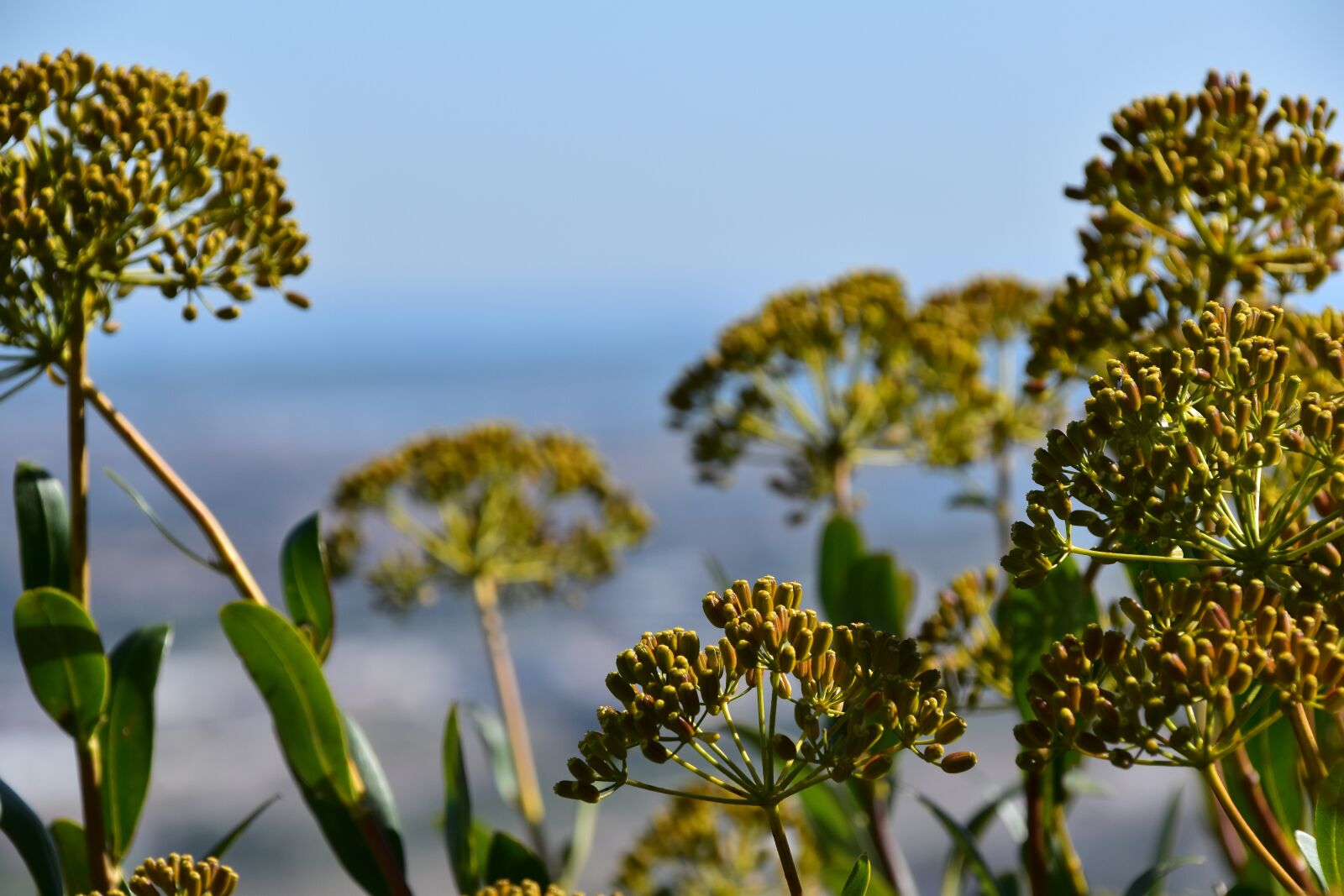 Nikon D5500 sample photo. Flower, plant, close up photography