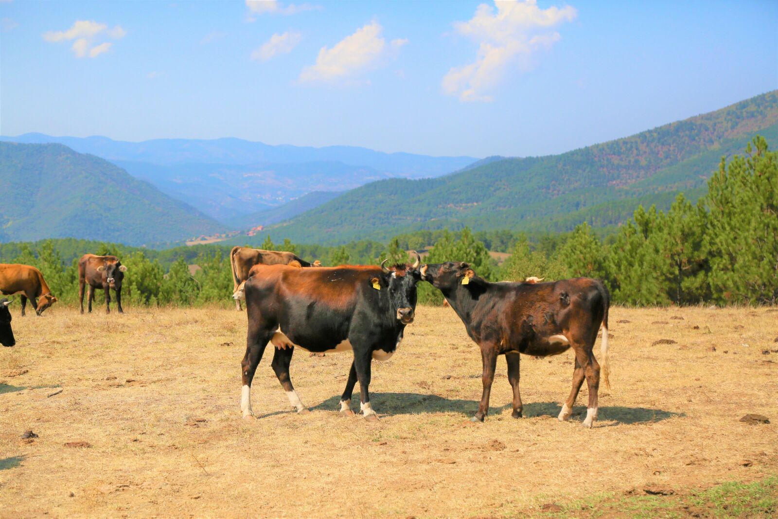 Canon EF 24-105mm F4L IS USM sample photo. Cattle, animal, nature photography