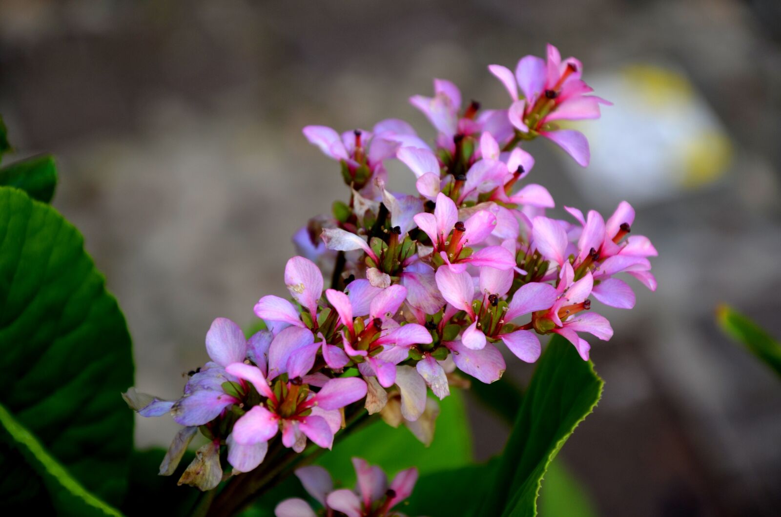 Nikon D5100 sample photo. Flower, nature, flora photography
