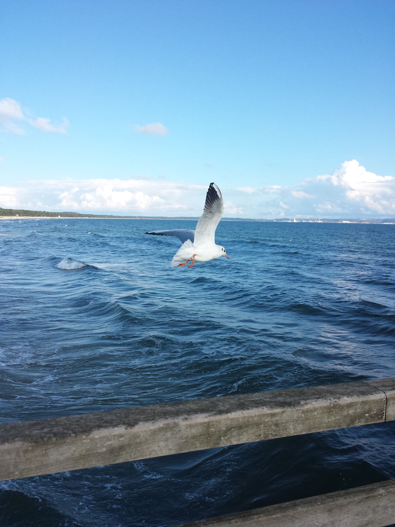 Samsung Galaxy S4 sample photo. Seagull, flying, water bird photography