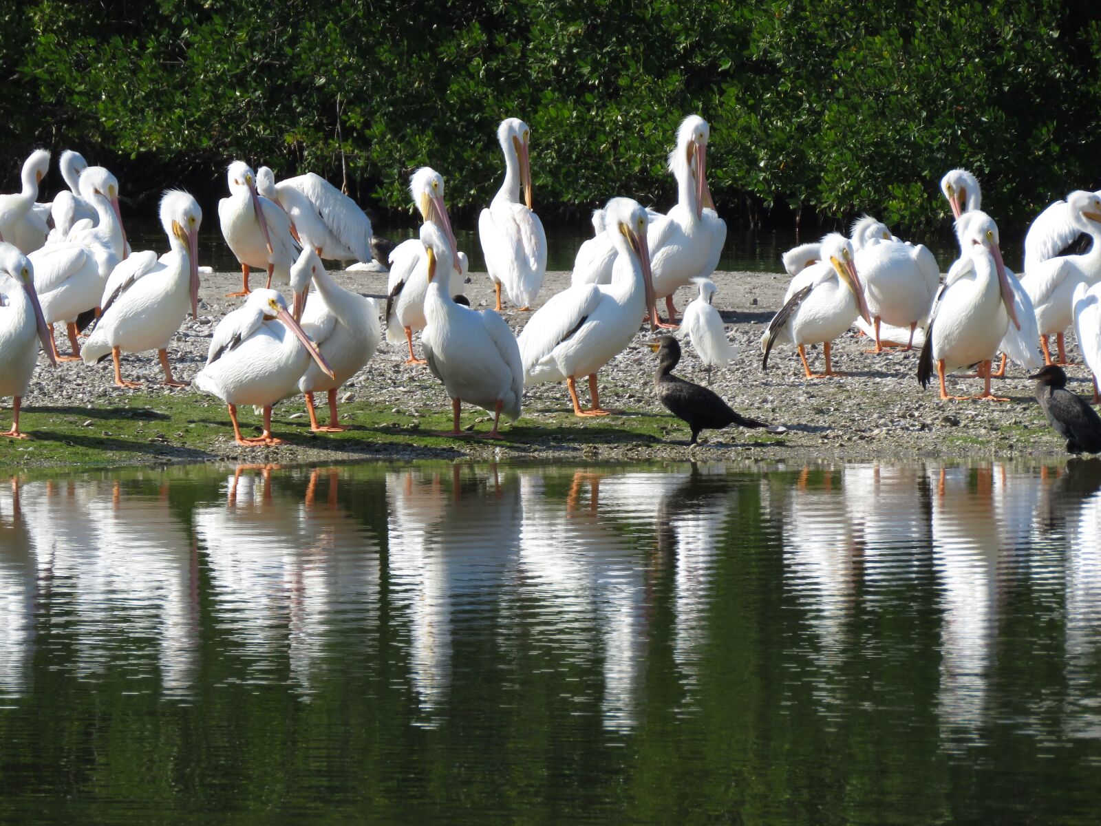 Canon PowerShot SX60 HS sample photo. Pelican, bird, florida photography