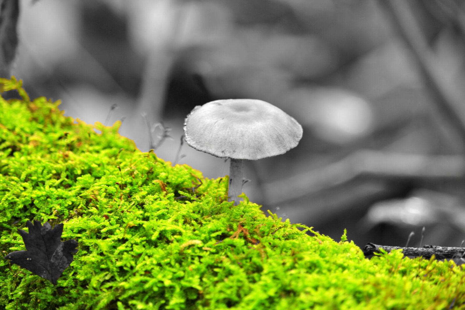 Canon EOS 1200D (EOS Rebel T5 / EOS Kiss X70 / EOS Hi) sample photo. Moss, forest, mushroom photography