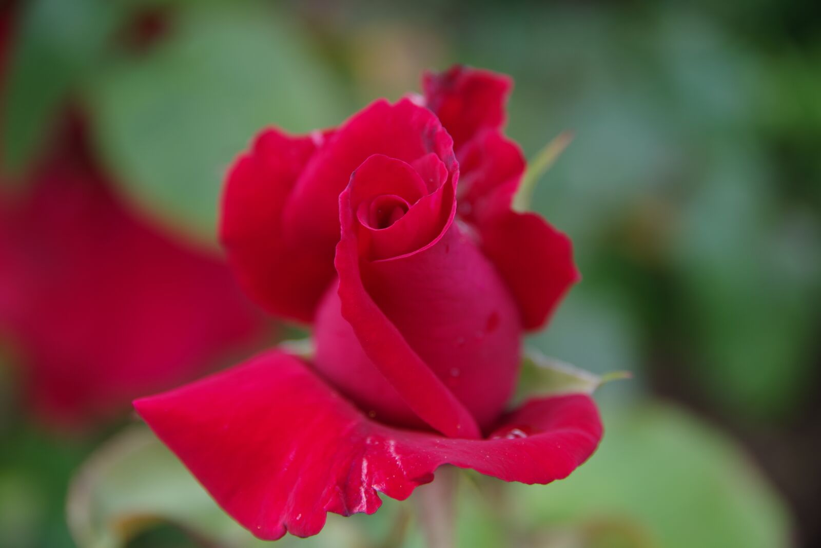 Pentax K-70 sample photo. Rose, blume, blüte photography