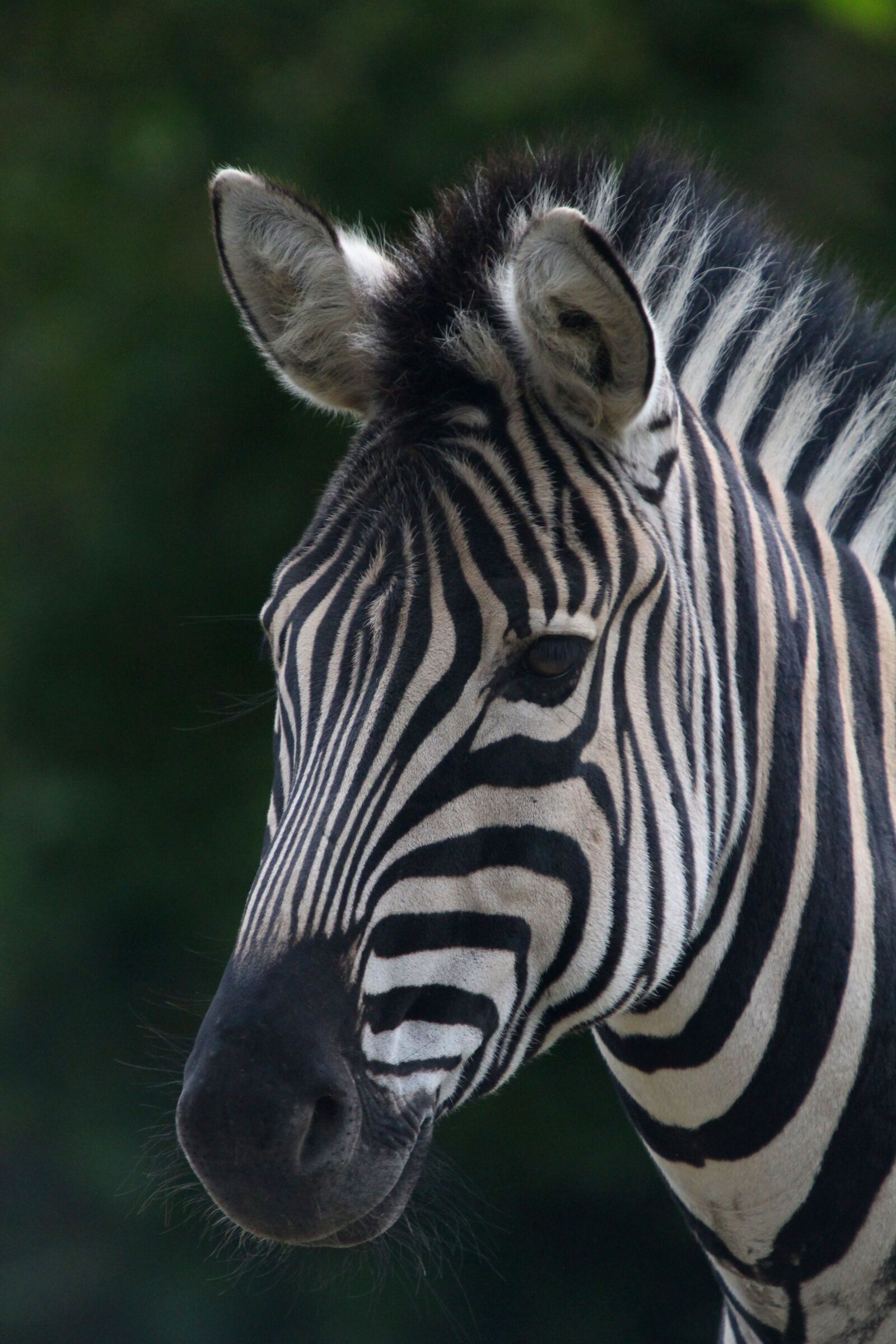 Canon EOS 700D (EOS Rebel T5i / EOS Kiss X7i) sample photo. Zebra, zoo, striped photography