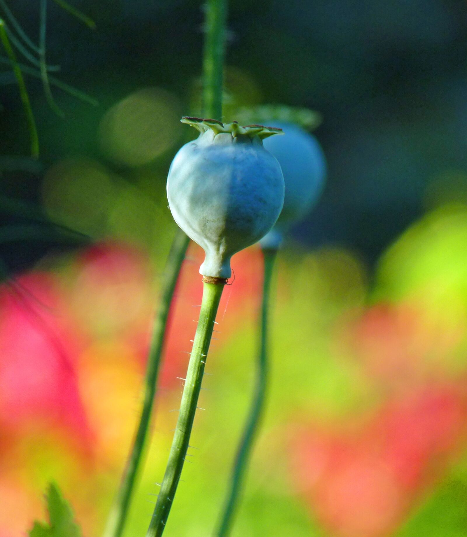 Panasonic Lumix DMC-FZ35 (Lumix DMC-FZ38) sample photo. Flower, poppy, pistil photography