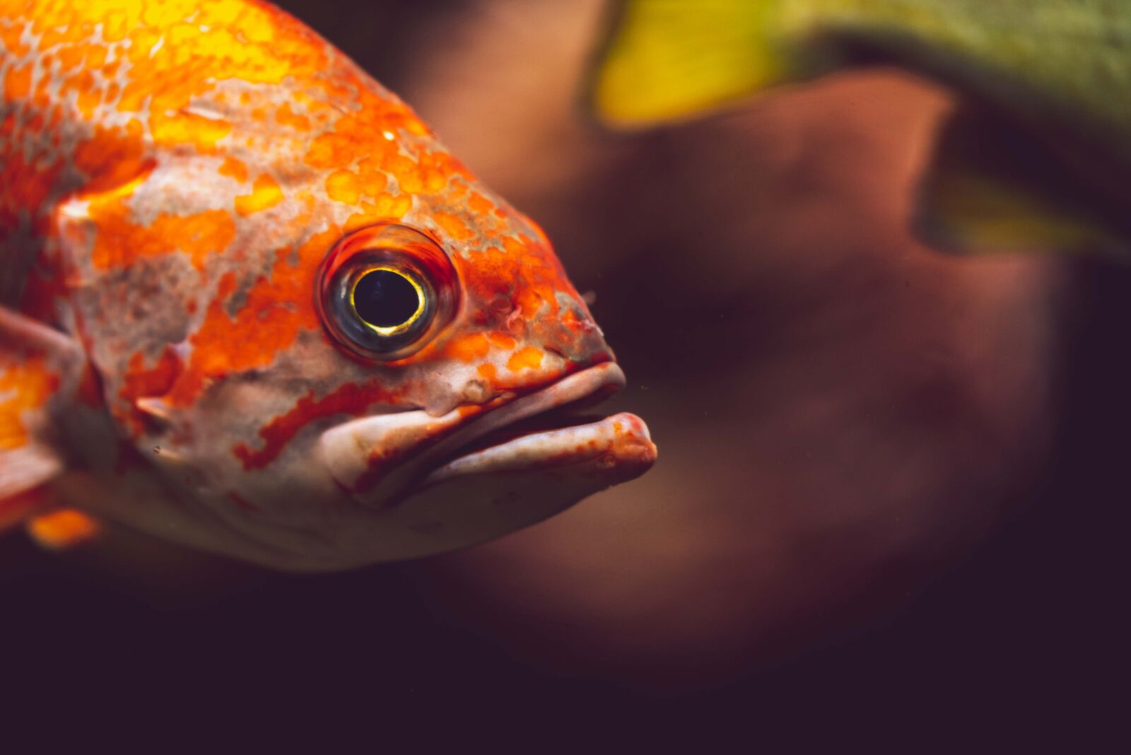 Nikon D750 sample photo. Fish, water, nature photography