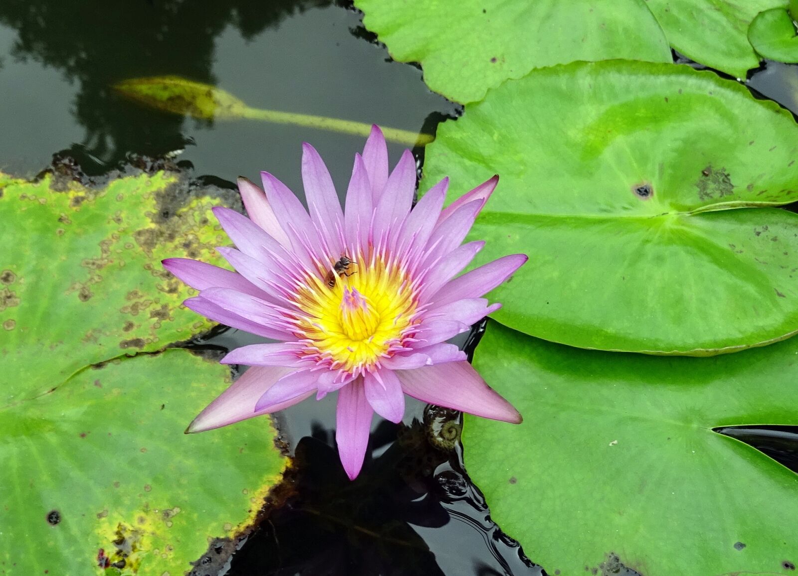 Sony DSC-HX60V sample photo. Lily, water lily, cape photography