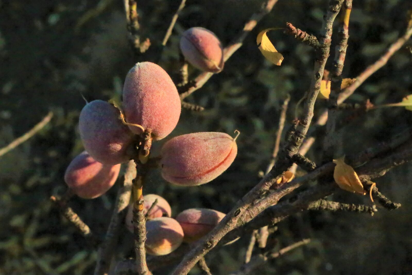 Canon EOS 5D Mark III sample photo. Almond, tree, fruit photography