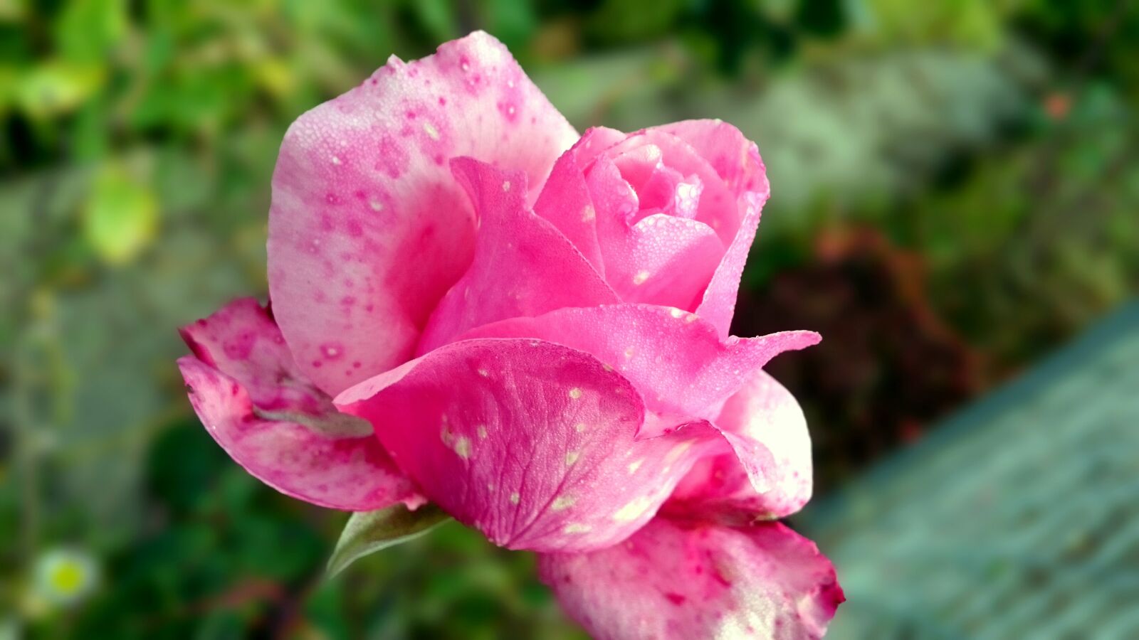 Sony Xperia Z3 sample photo. Pink, flower, nature photography