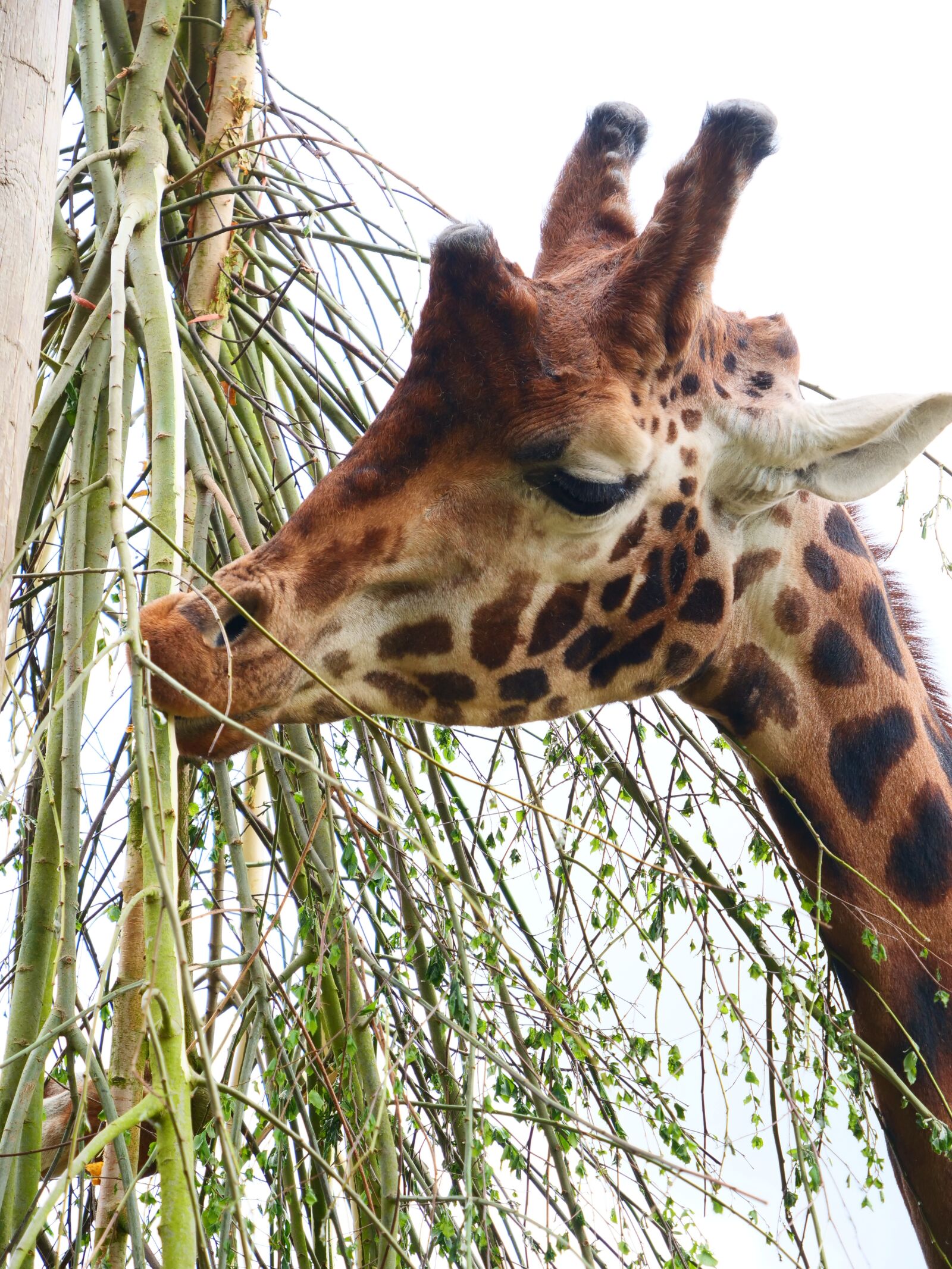 Panasonic Lumix DC-G9 sample photo. Giraffe, nature, animal photography
