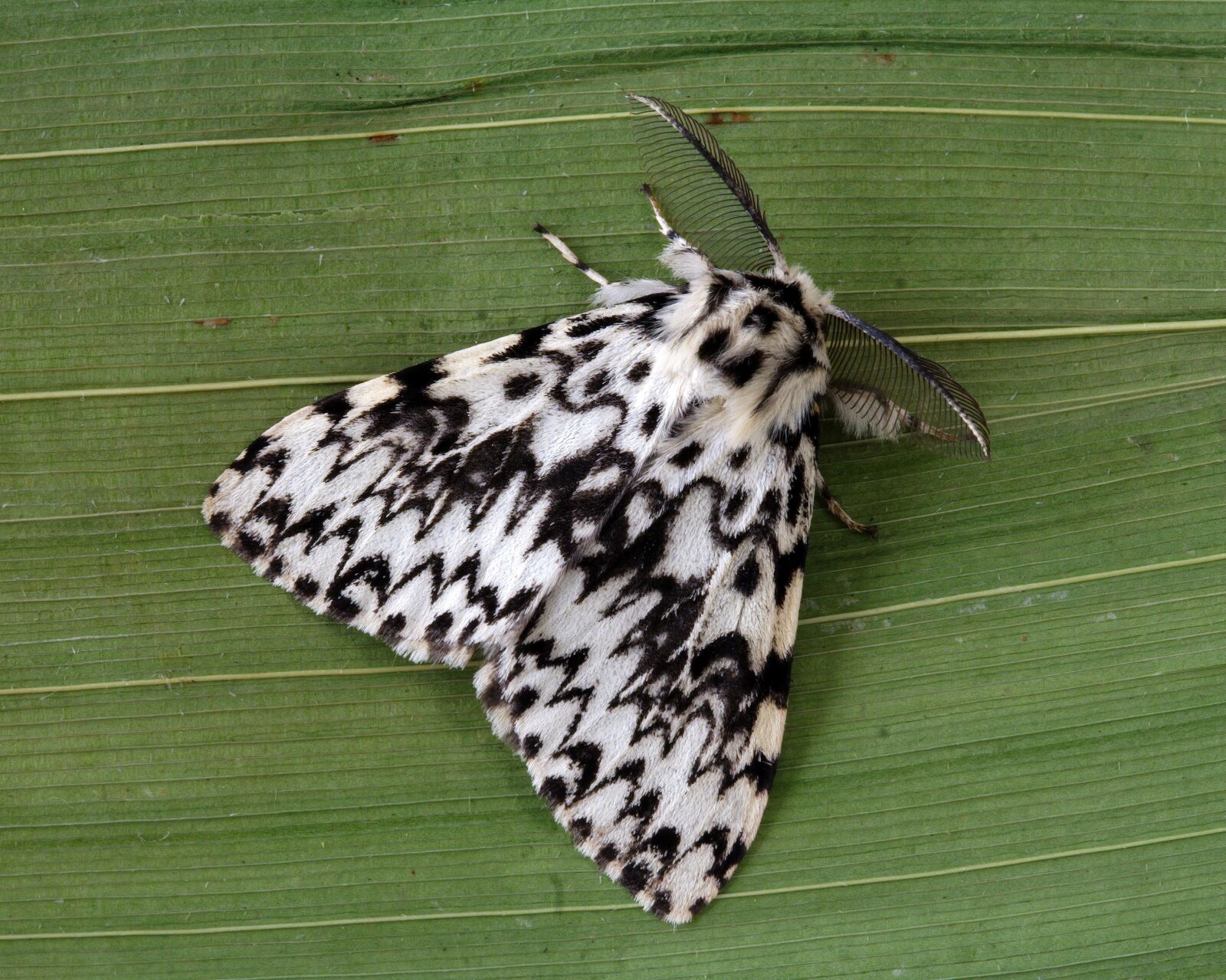 Canon EOS 350D (EOS Digital Rebel XT / EOS Kiss Digital N) sample photo. Black-arches, moth, macro photography